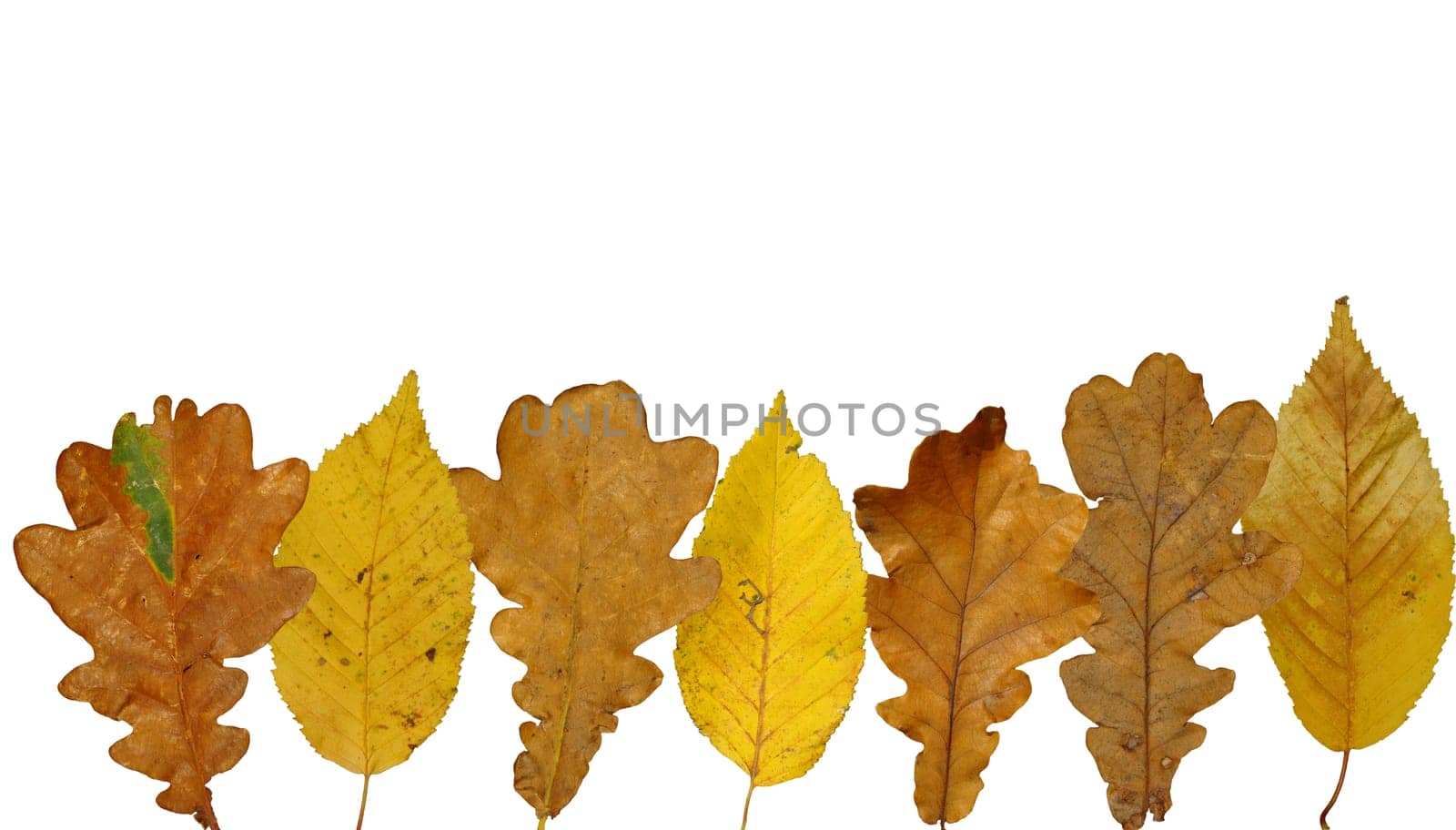 (Fall foliage) or (fall leaves) or (autumn leaves)
