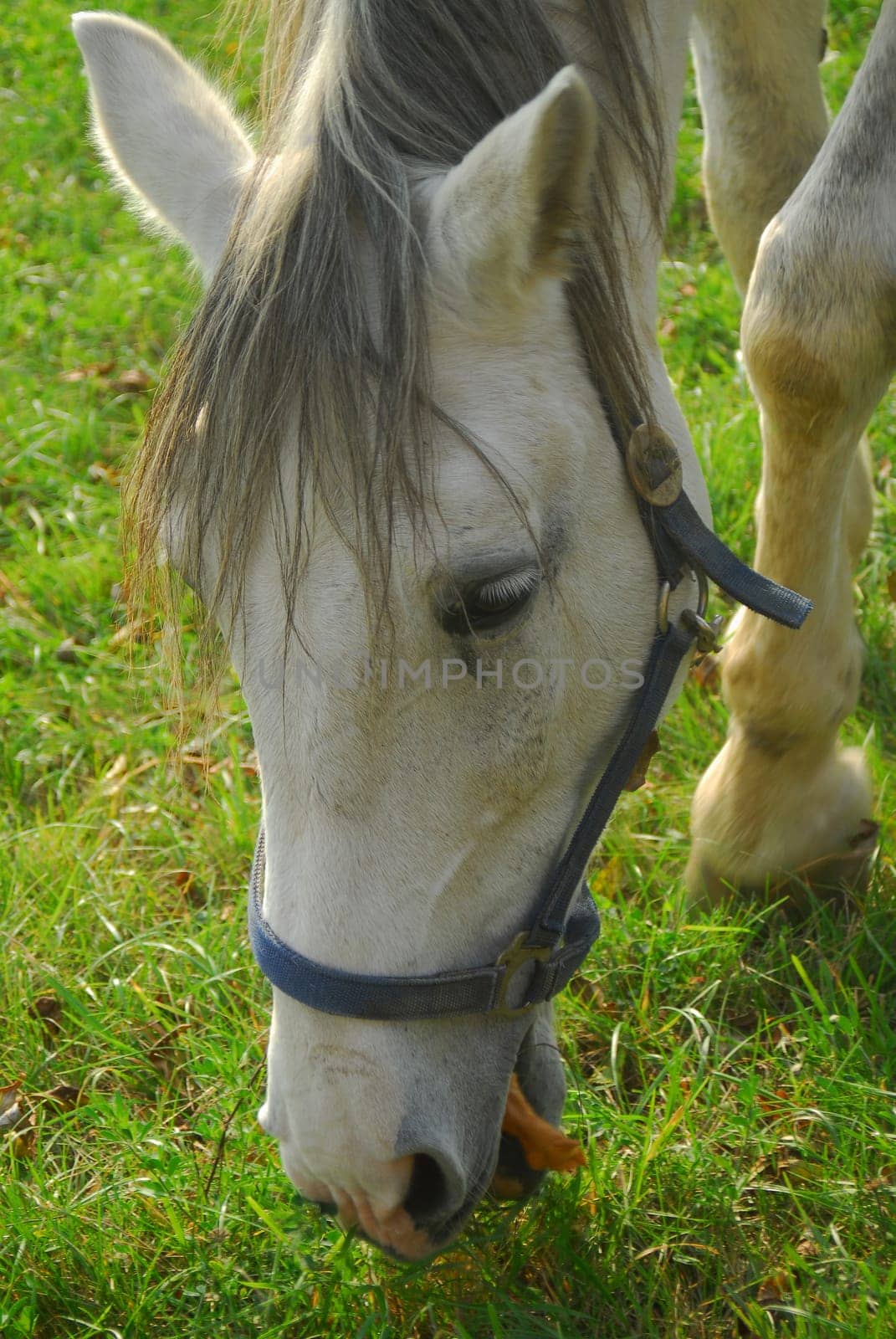 Horse's head