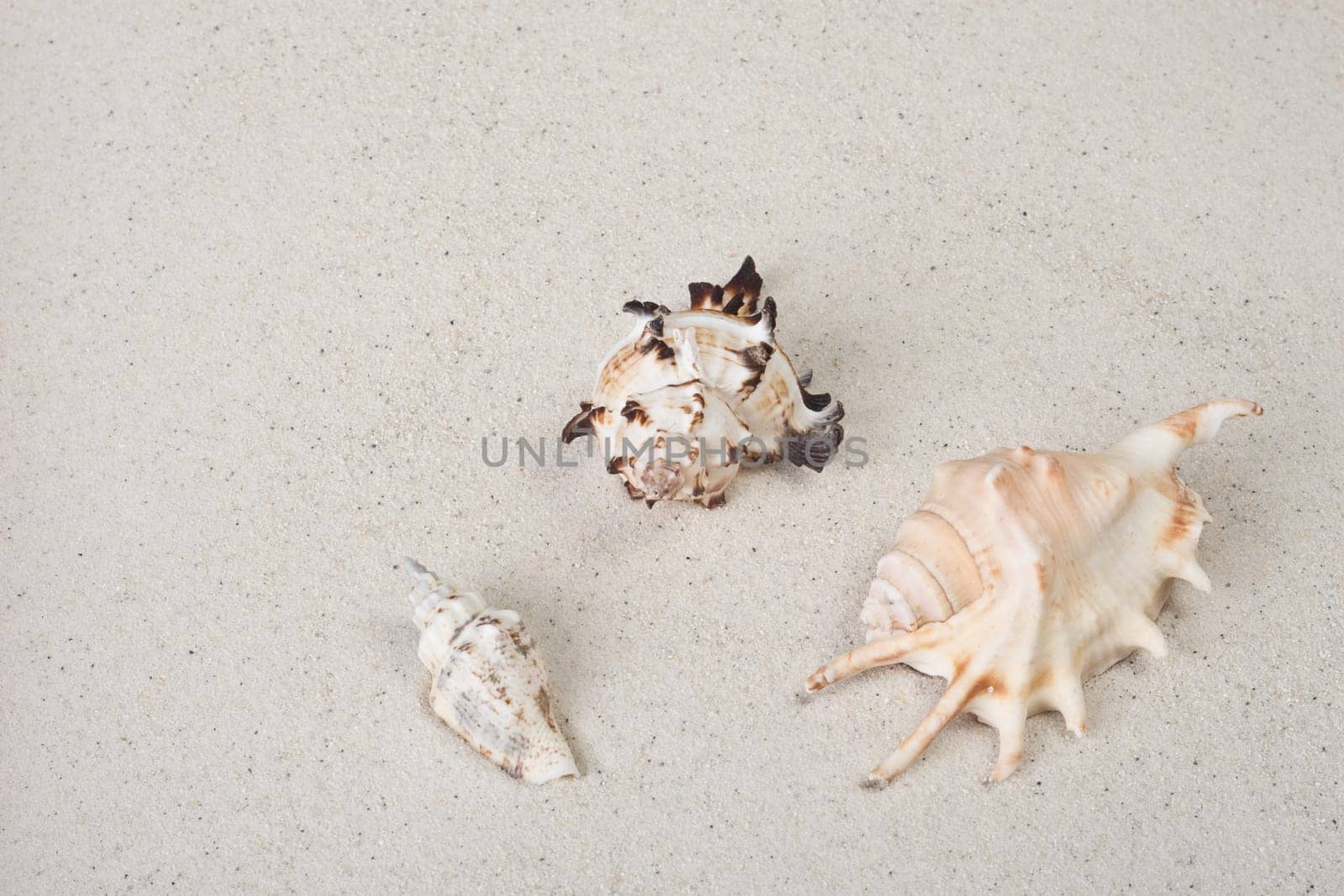 Mussel group