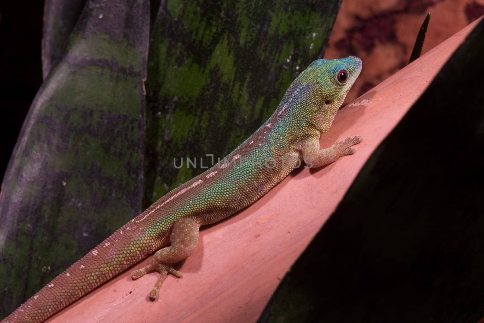Blue Day Gecko