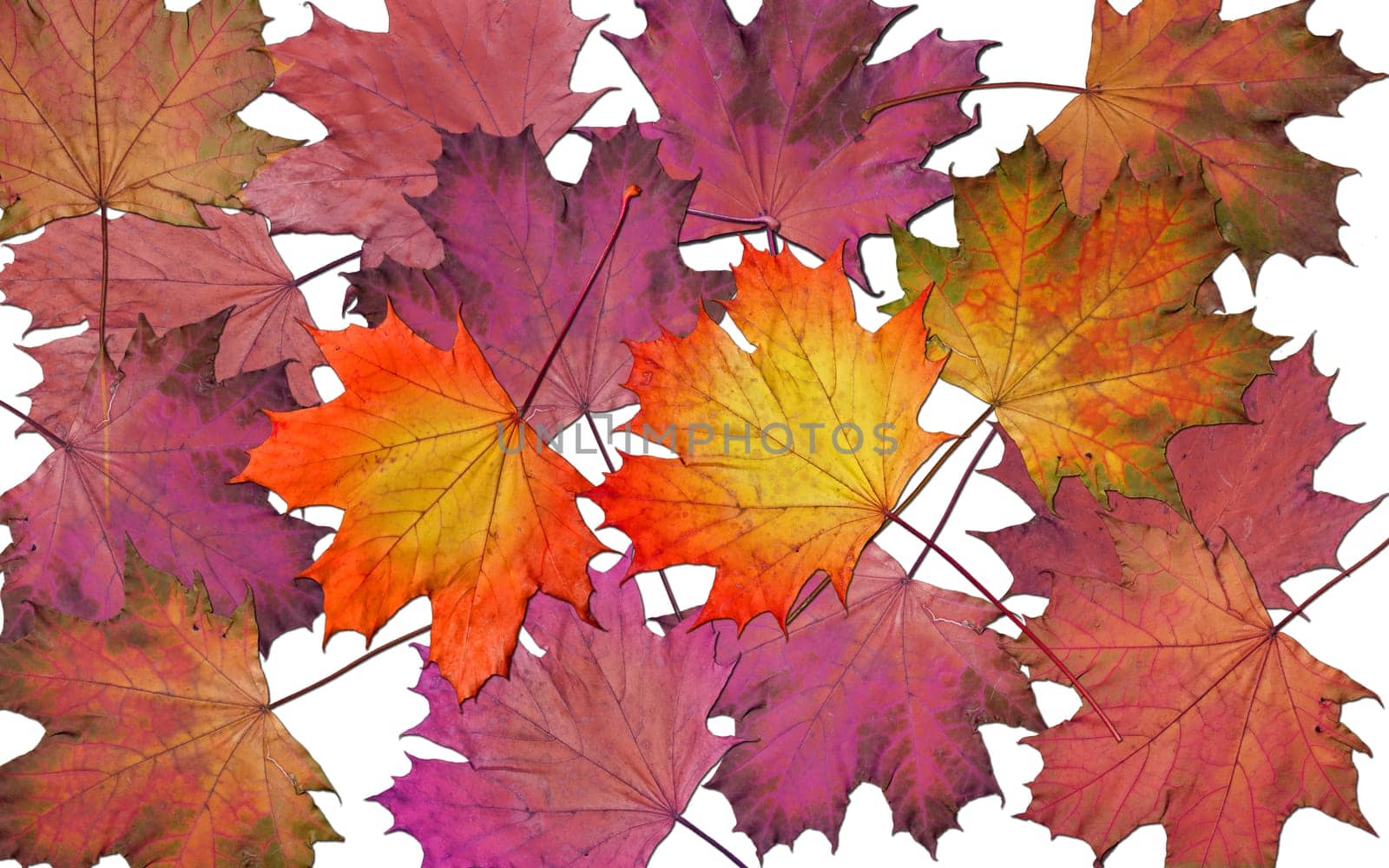 colorful autumn leaves
