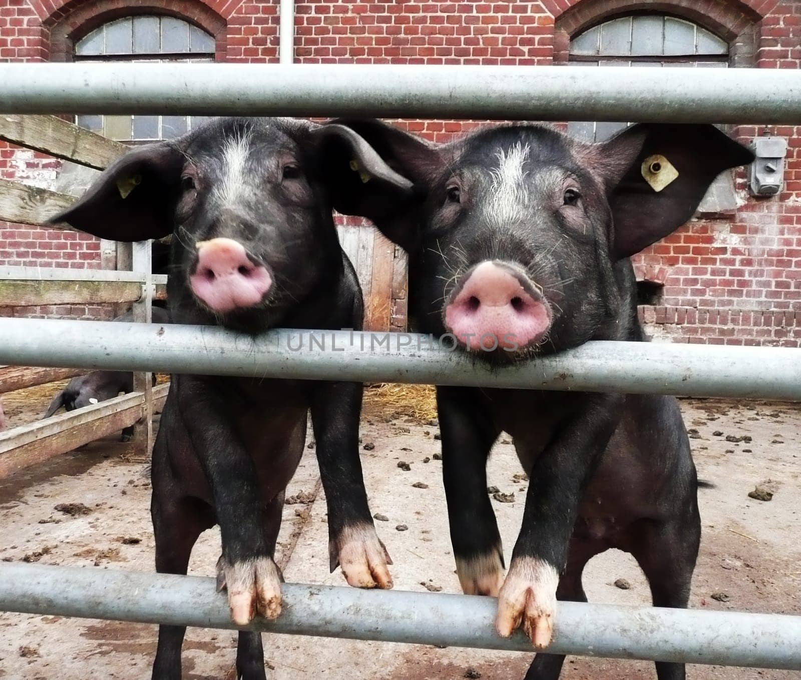 Piglet