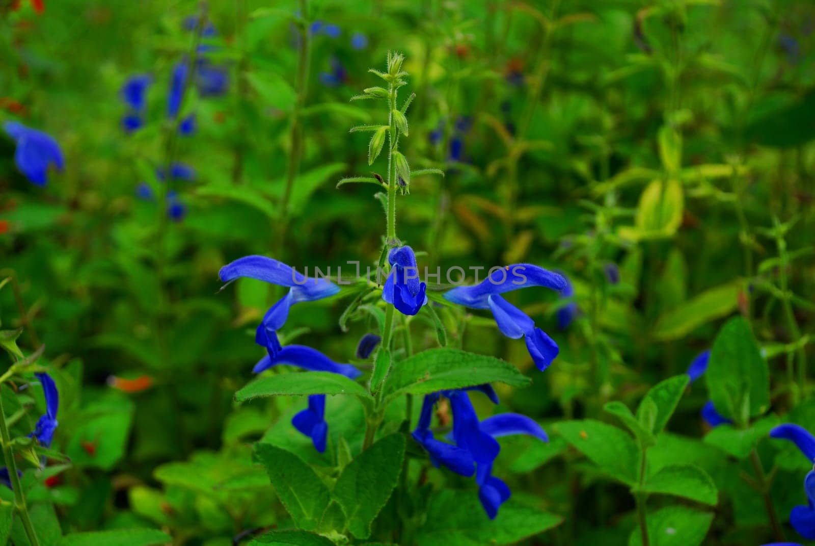 Mexican Sage