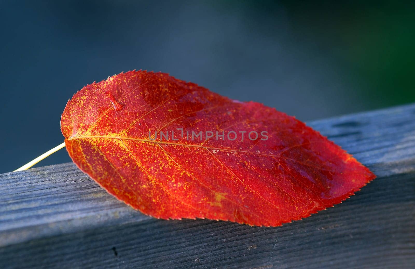 Autumn