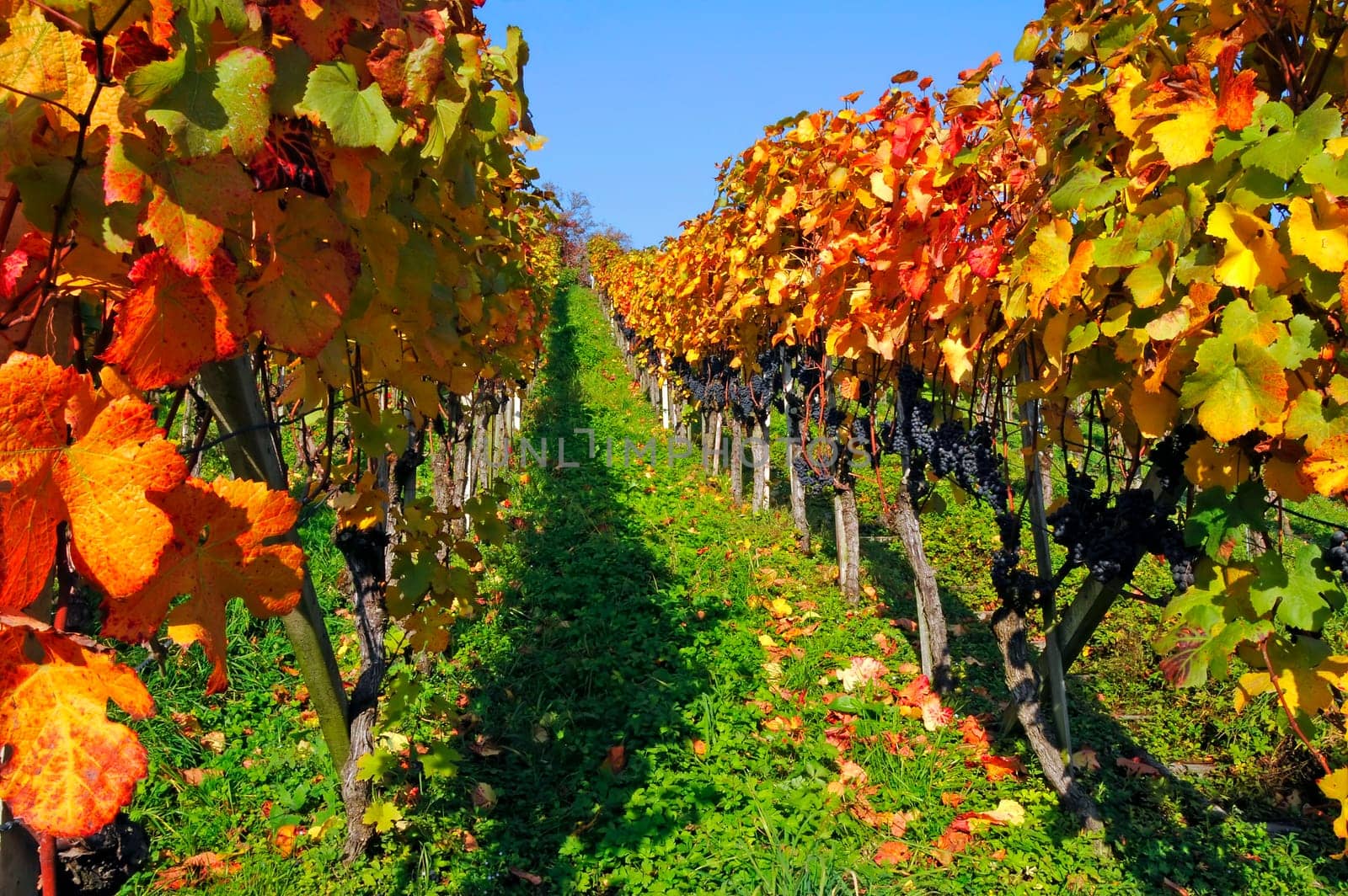 Vineyard