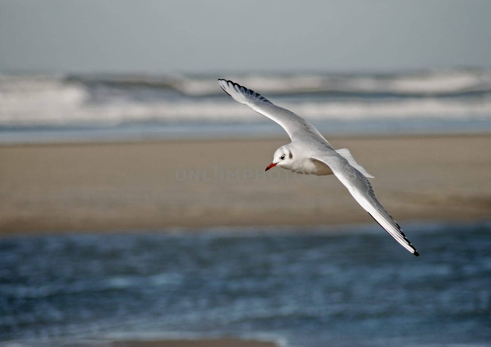 gull