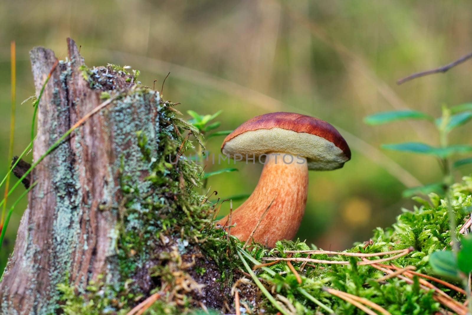 Bay bolete