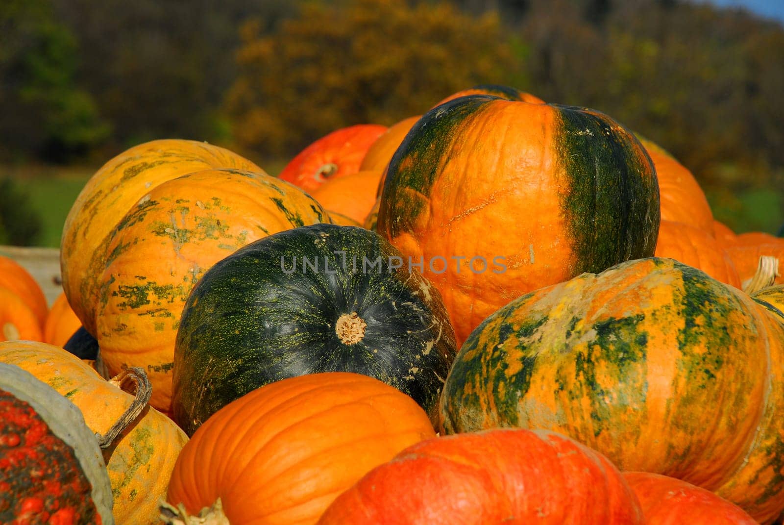 Autumn Time Pumpkin Time