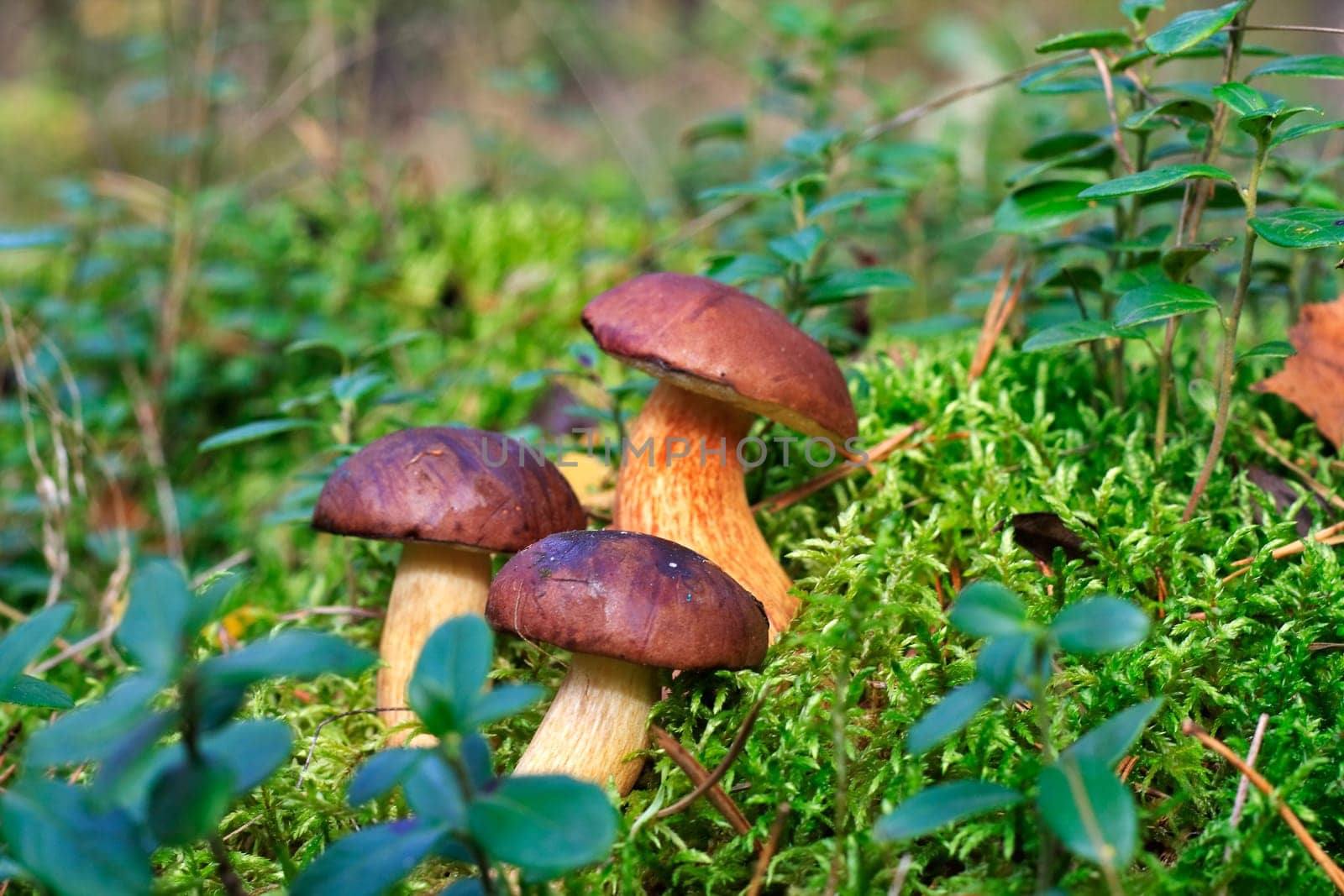Boletus badius (Boletaceae)
