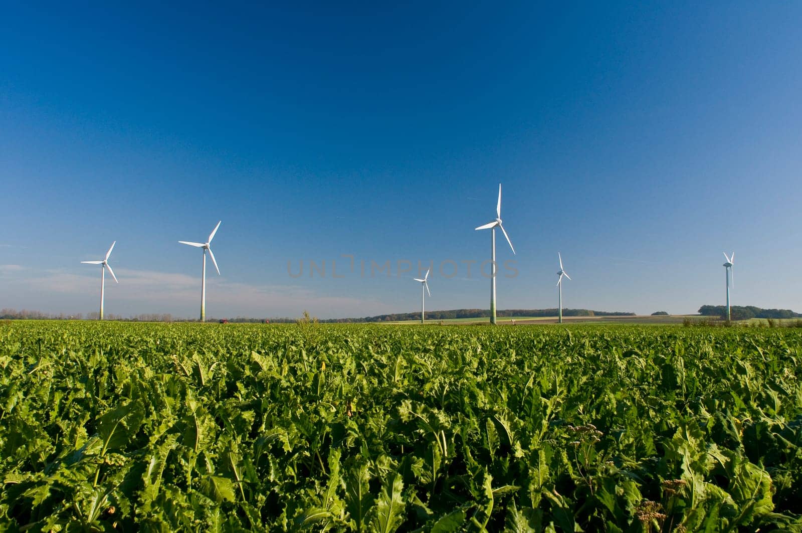 renewable energy