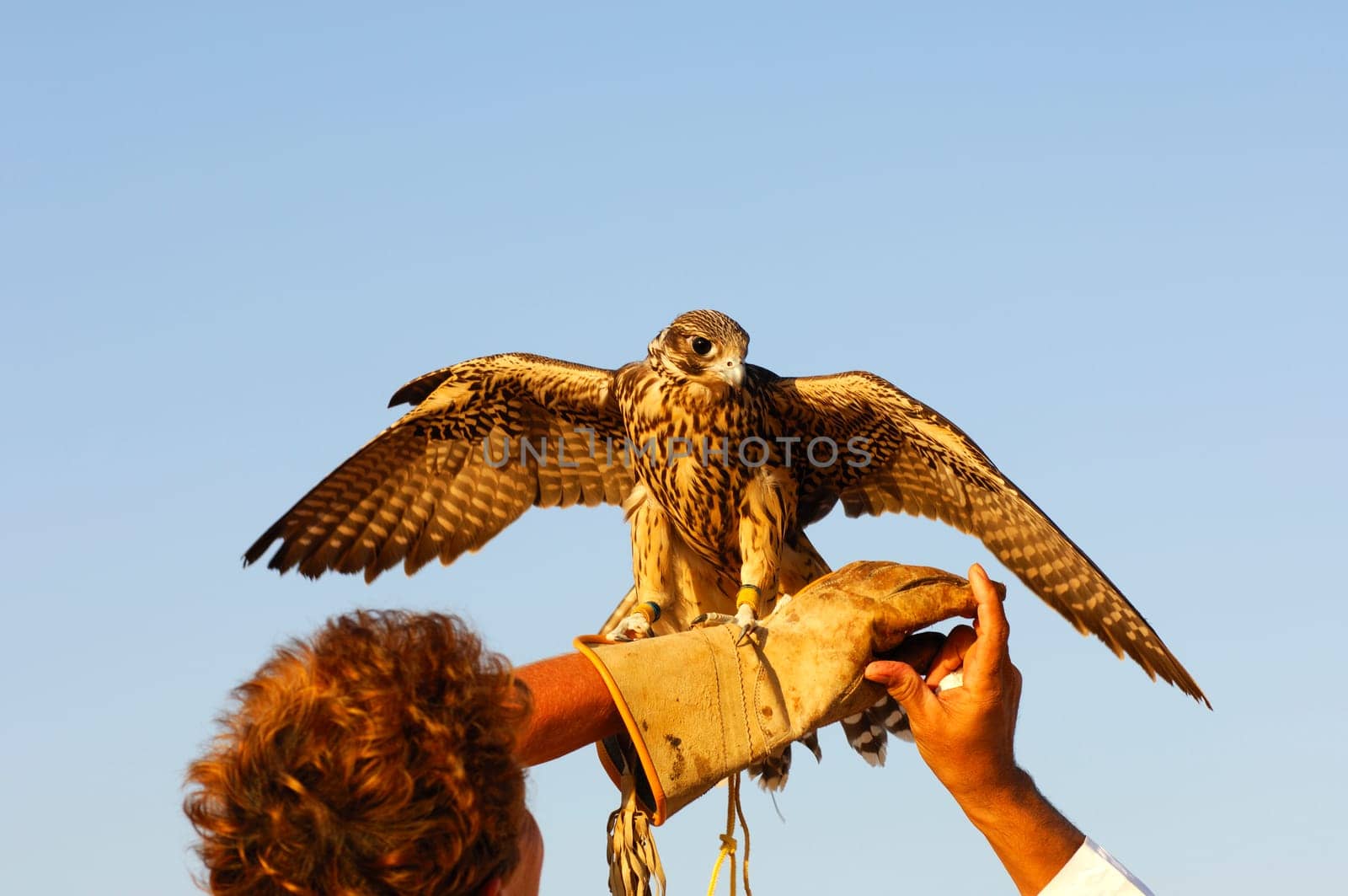 Young woman with hunting falcon on hand