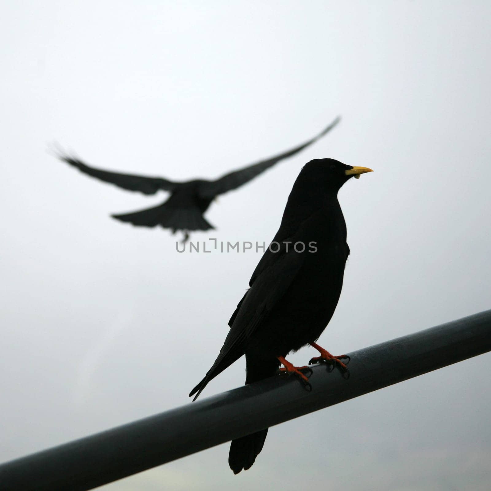 Jackdaws