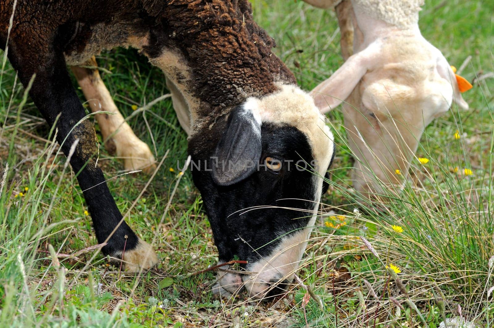 Grazing sheep