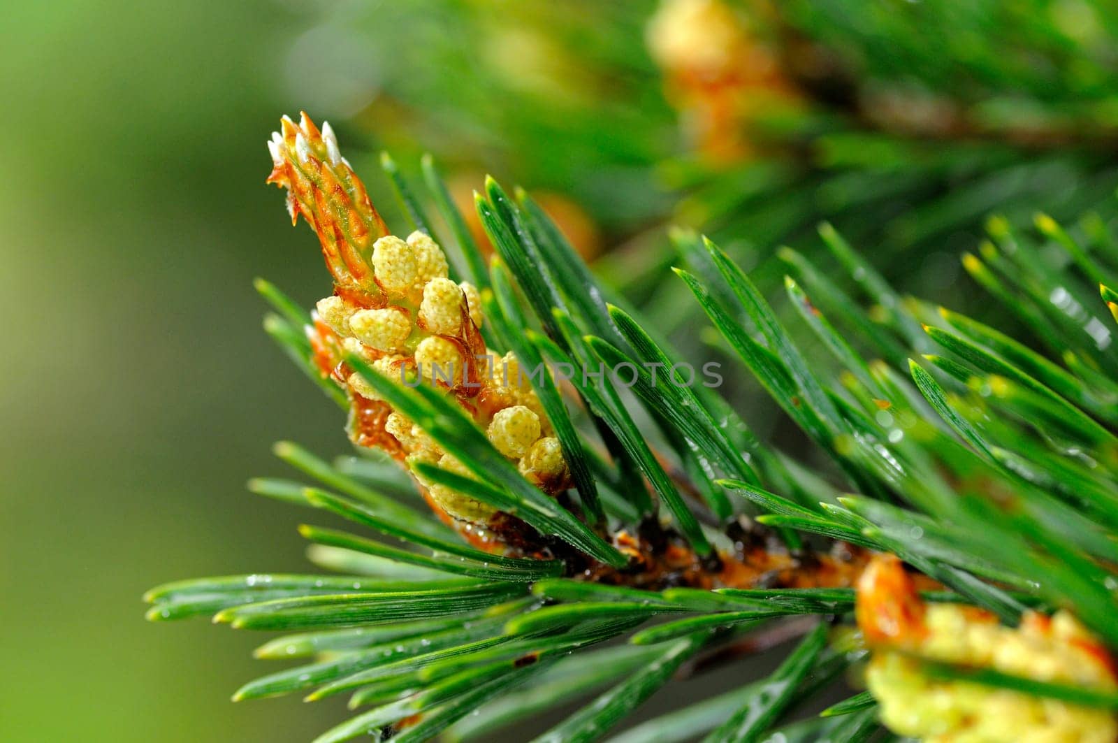 Male Pine Blossom