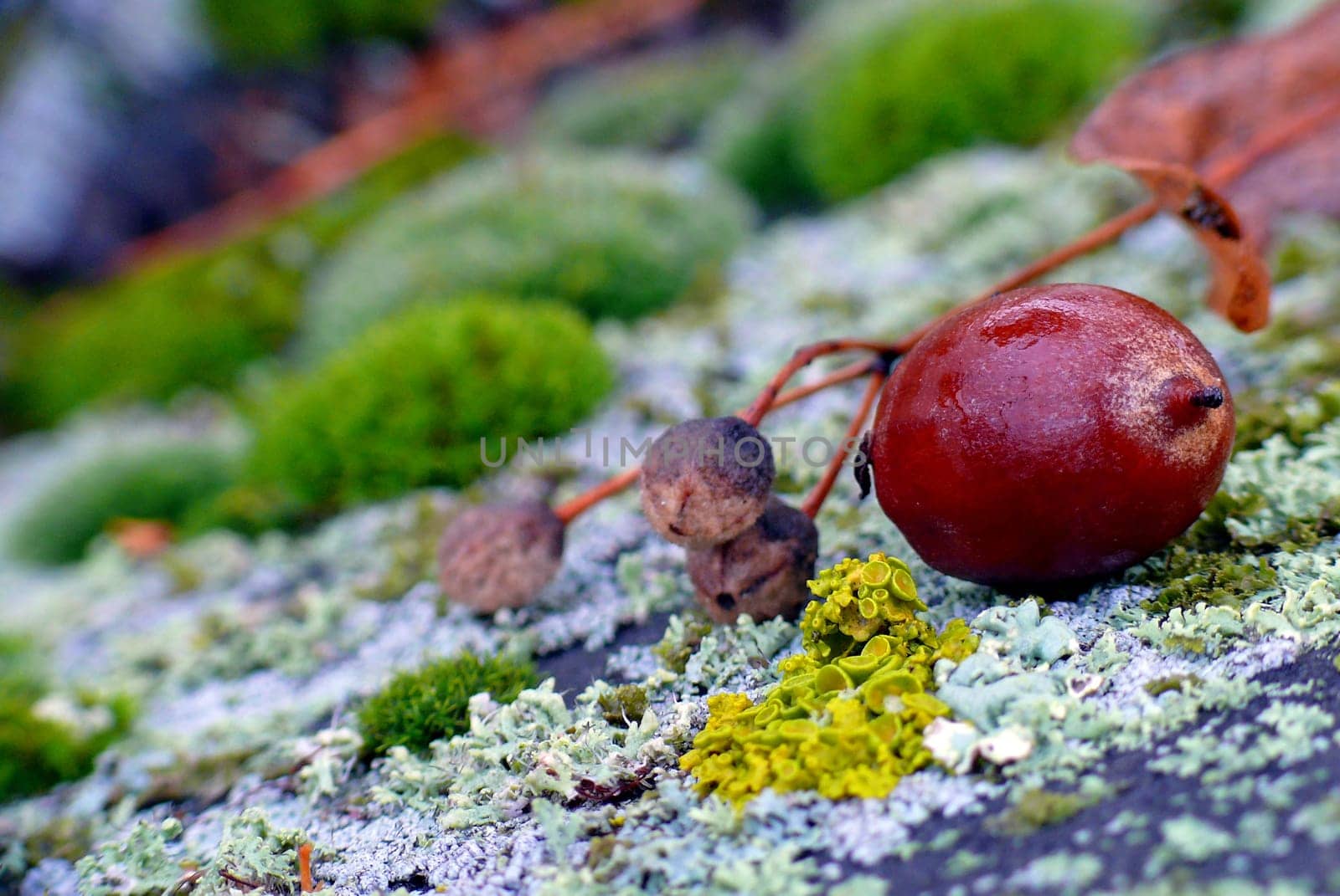 Literally,autumn means &amp #8222 Time of Fruit&amp #8220 : Lost &amp Found in Autumn &amp #8211 green moss cushions,a shiny brown acorn,fruits of the lime tree with dried bracts as wings and the intense yellow of the common
