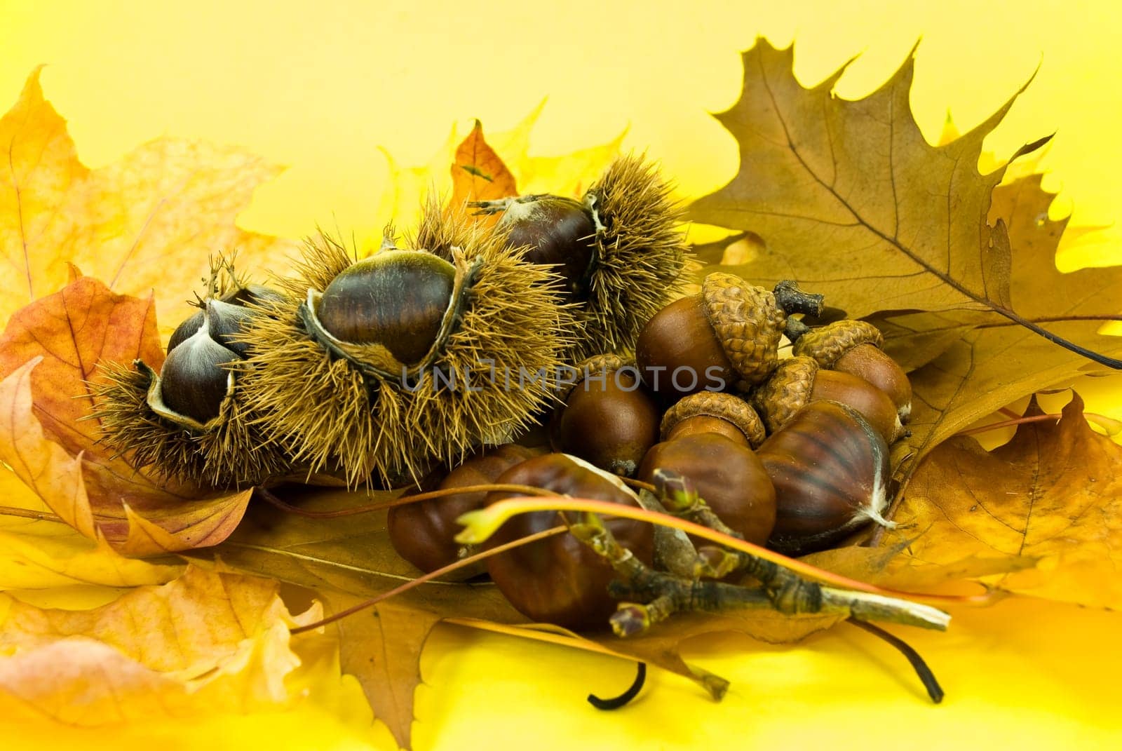 Chestnuts and acorns in October