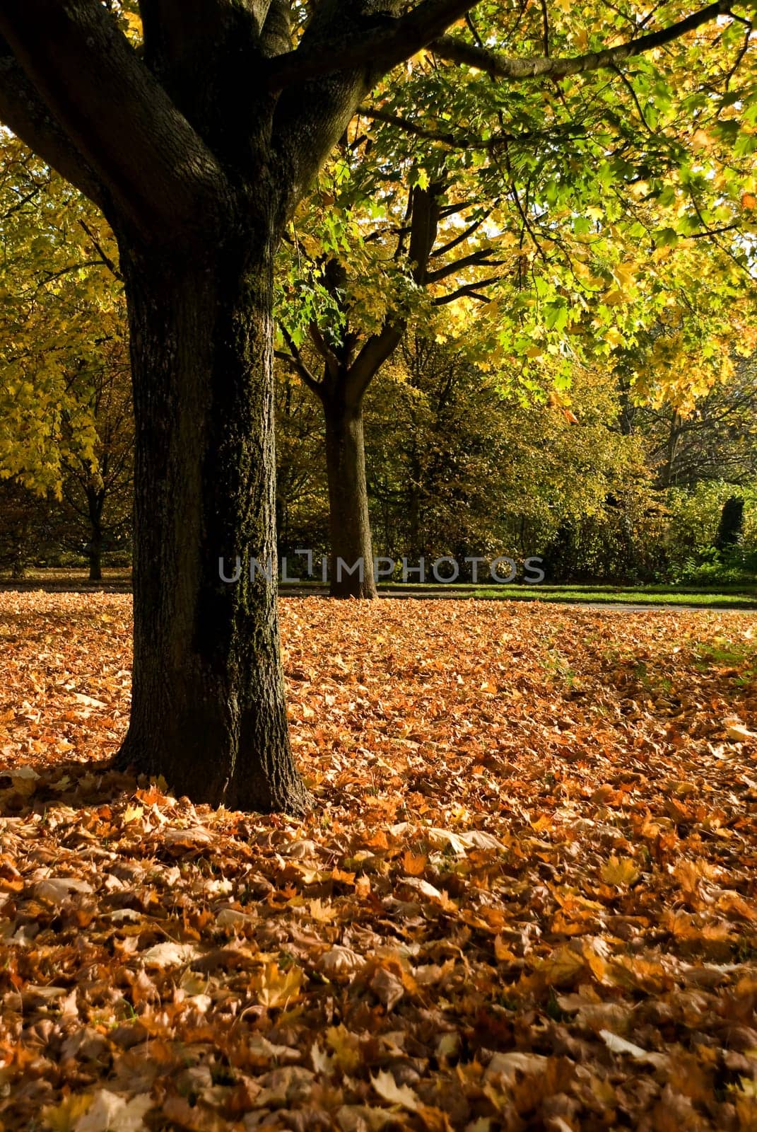 Autumn Leaves in the Park