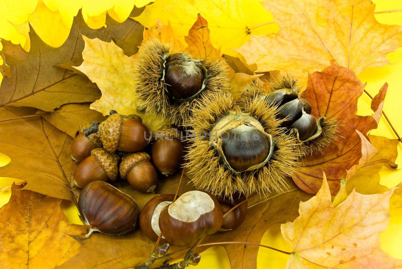 Chestnuts and acorns in October