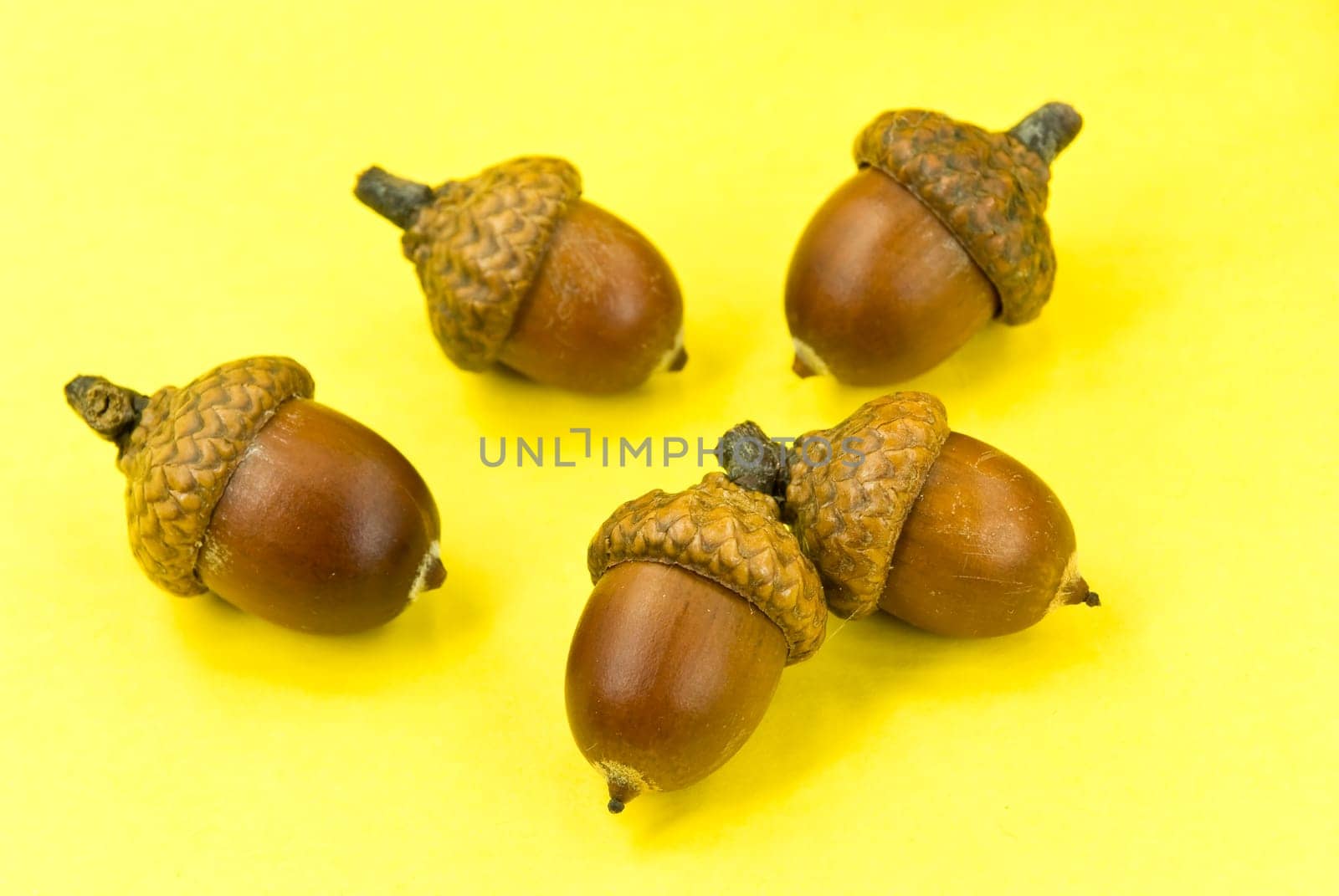 acorn