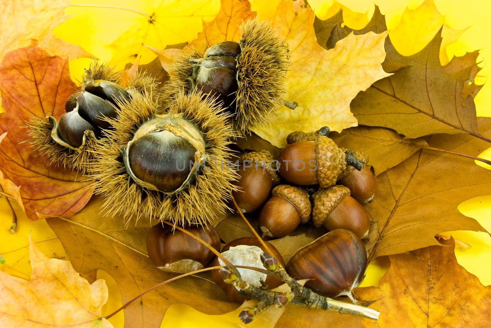Chestnuts and acorns in October