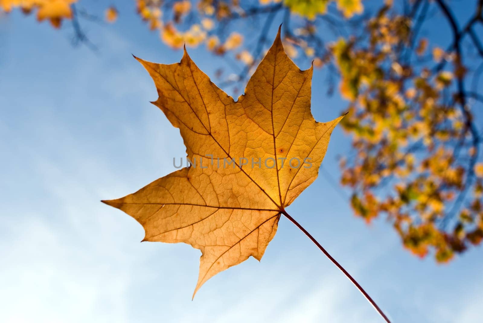 Autumn Leaf