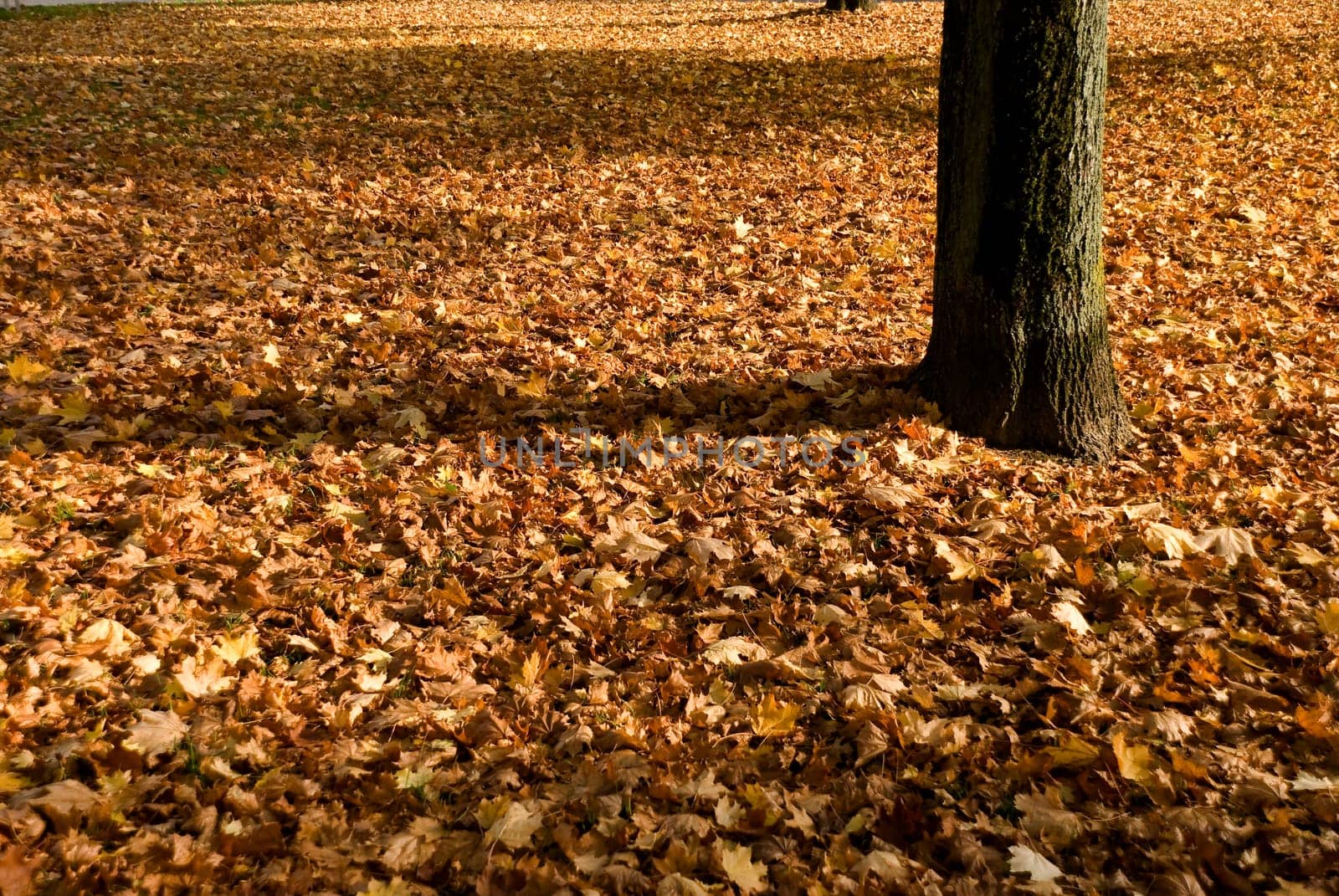 Autumn Leaves in the Park
