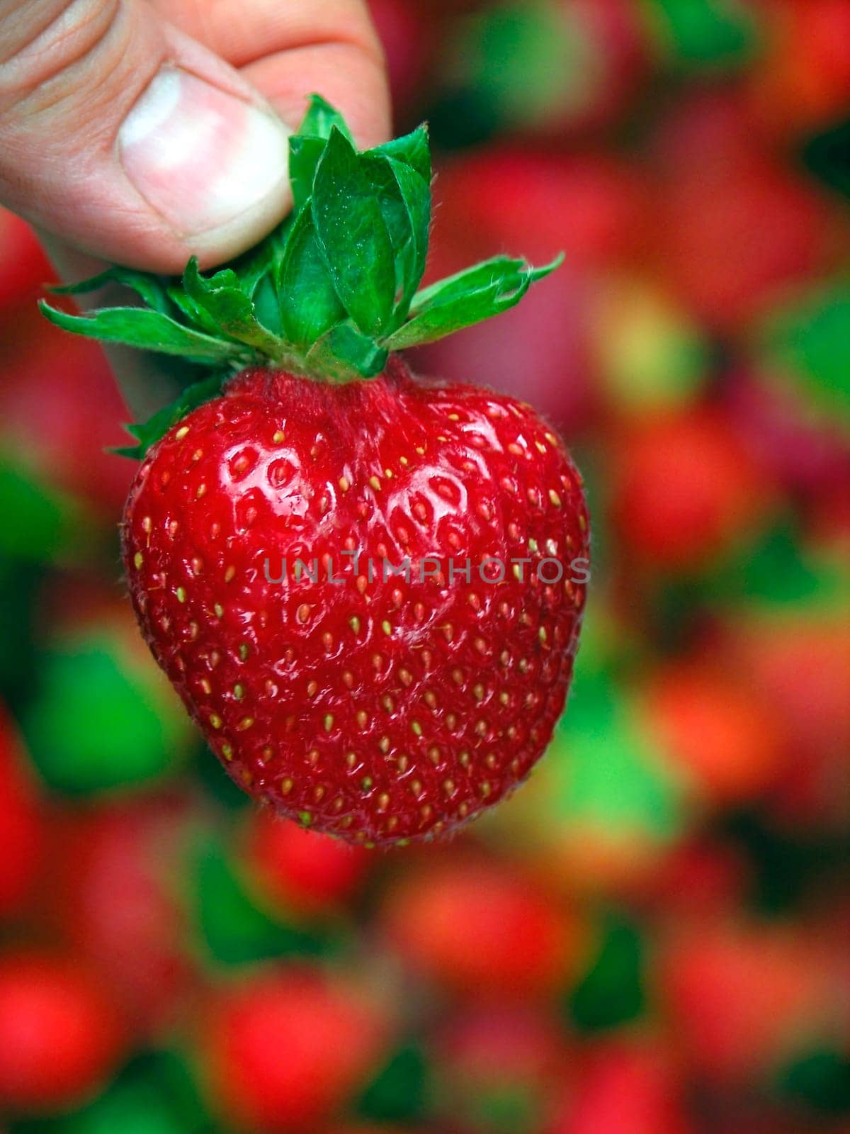a strawberry in the hands of the blurred
