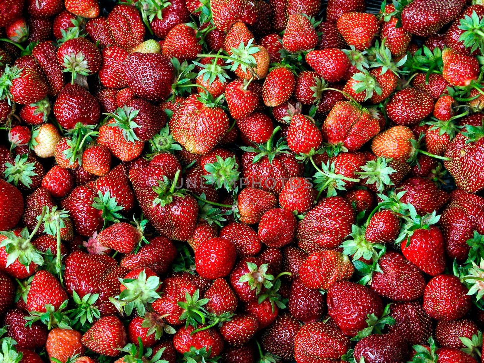 lot of red strawberry like background