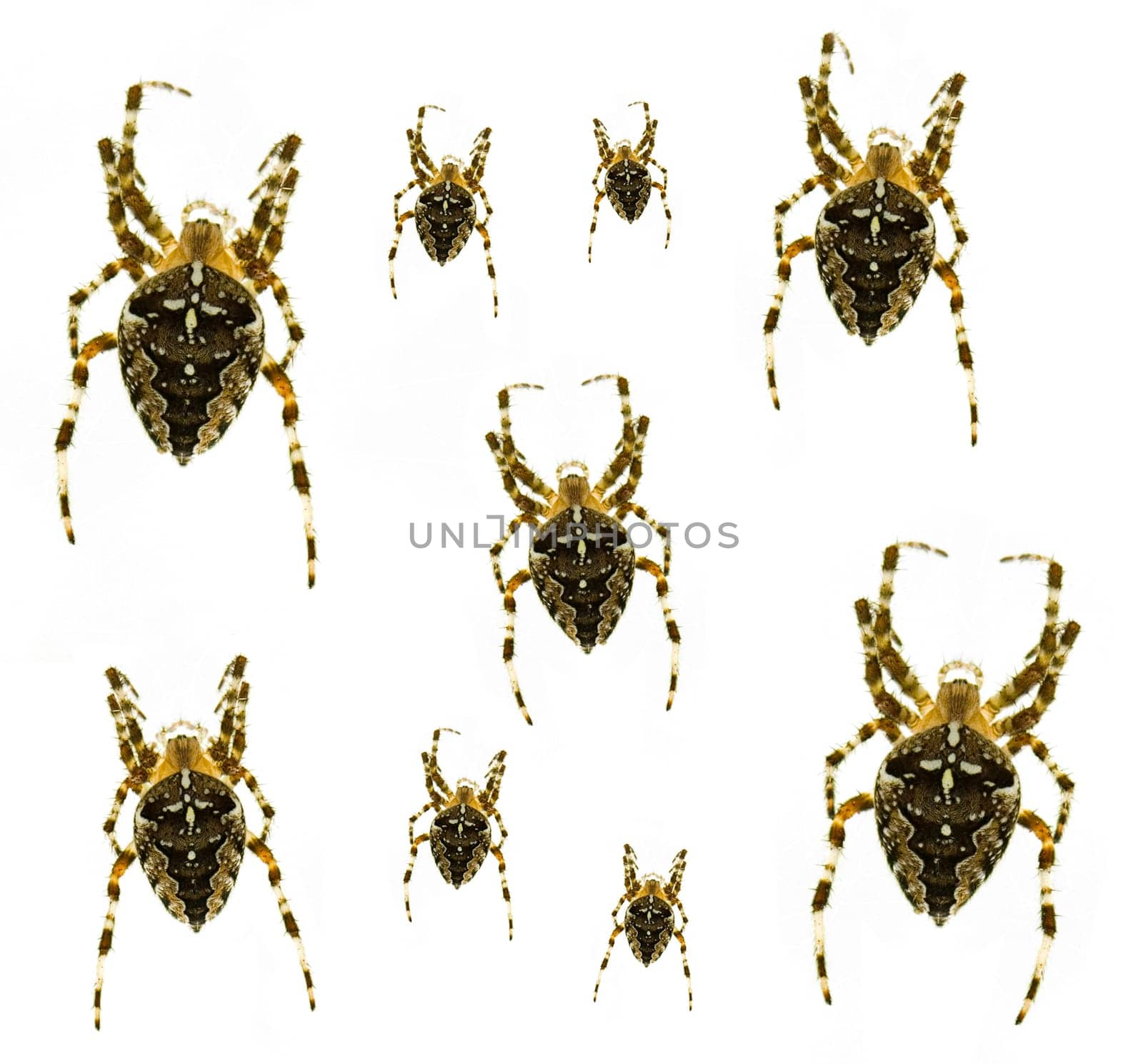 spiders with a cross - Araneus diadematu