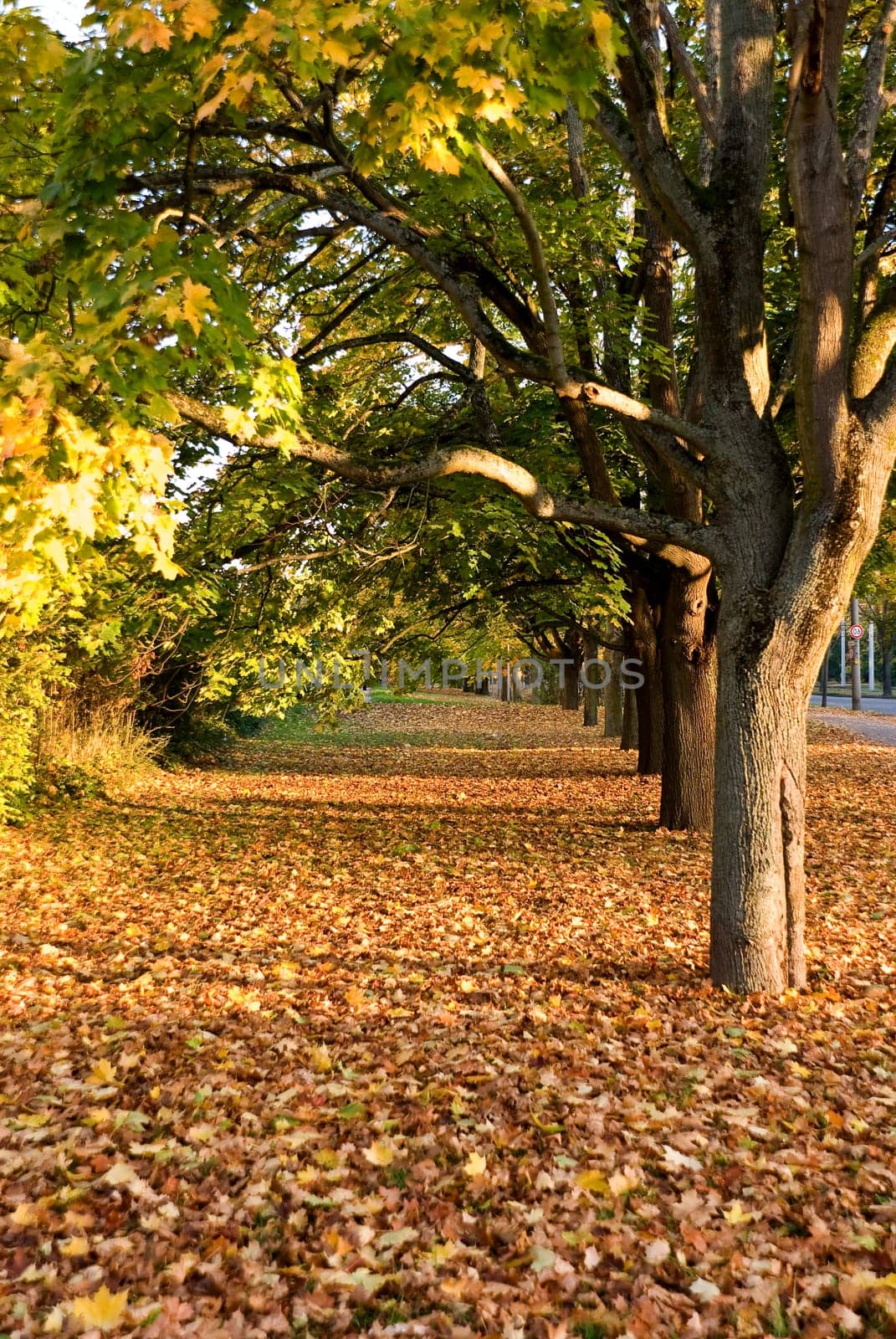 Avenue of trees in autumn