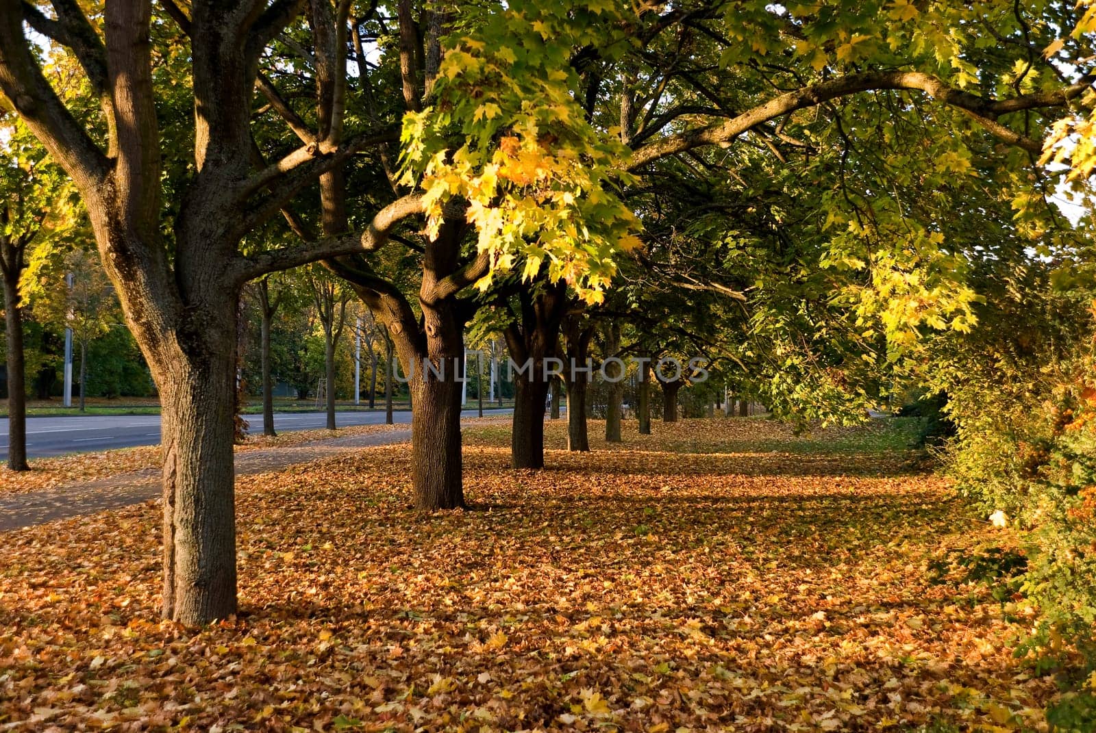 Avenue of trees in autumn
