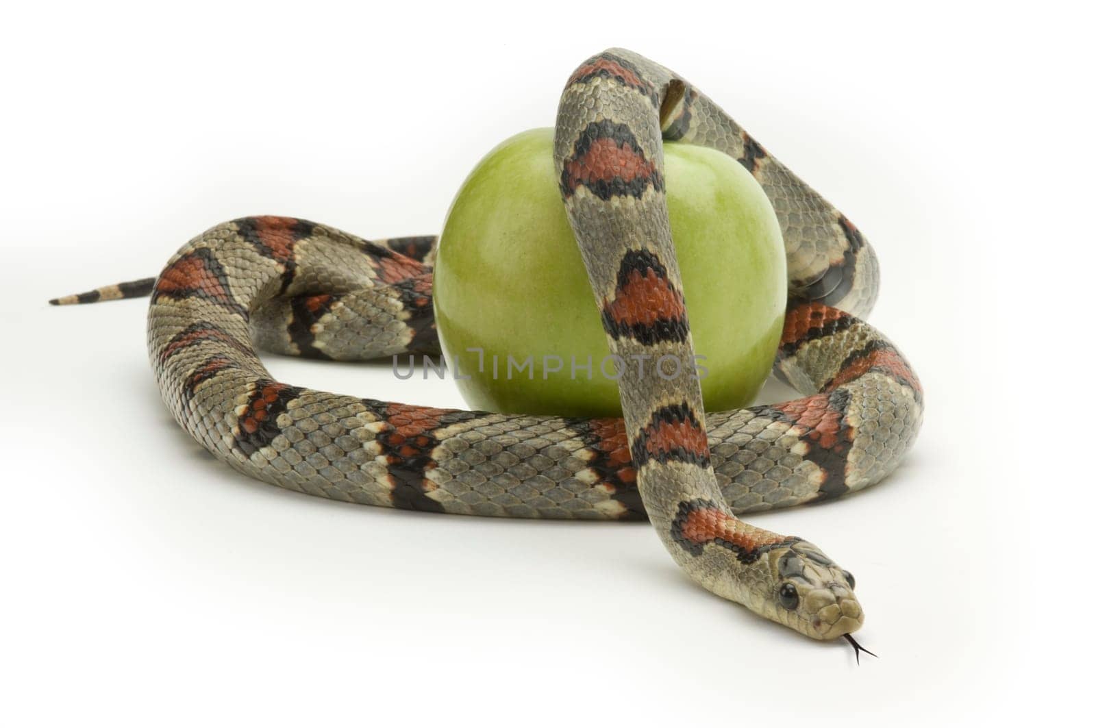 Temptation