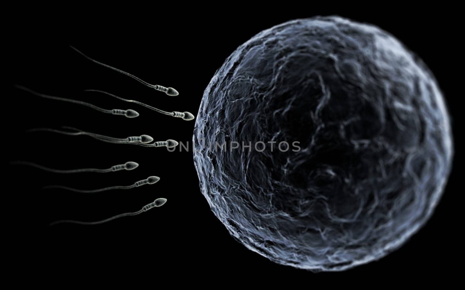 Sperm and Egg
