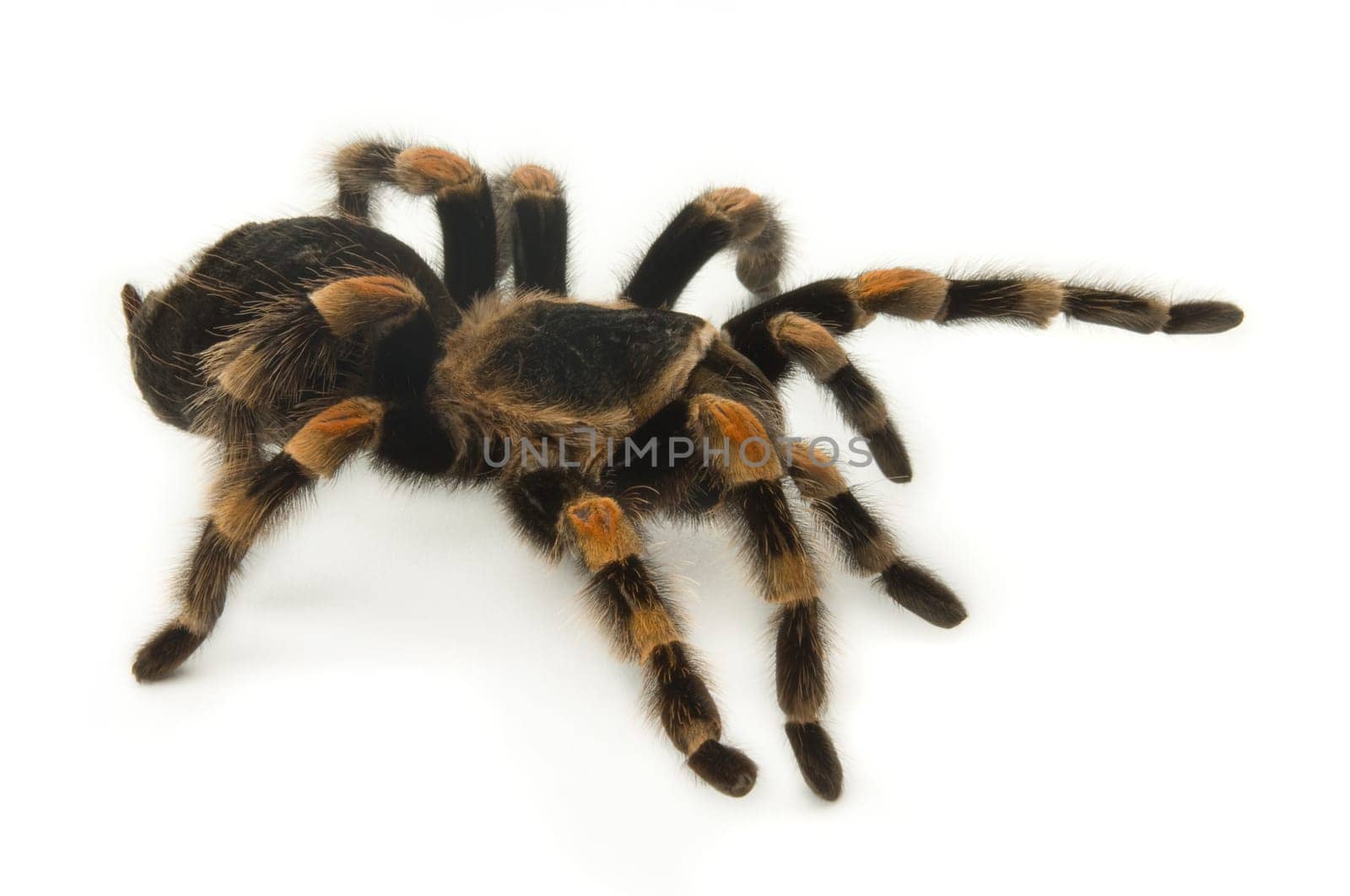 Mexican Redknee Tarantula on White