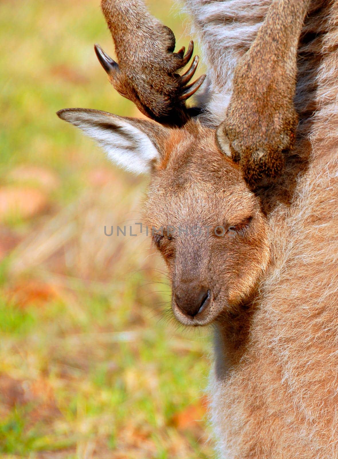 Kangaroo Baby
