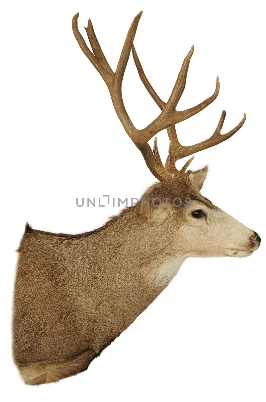 deer head