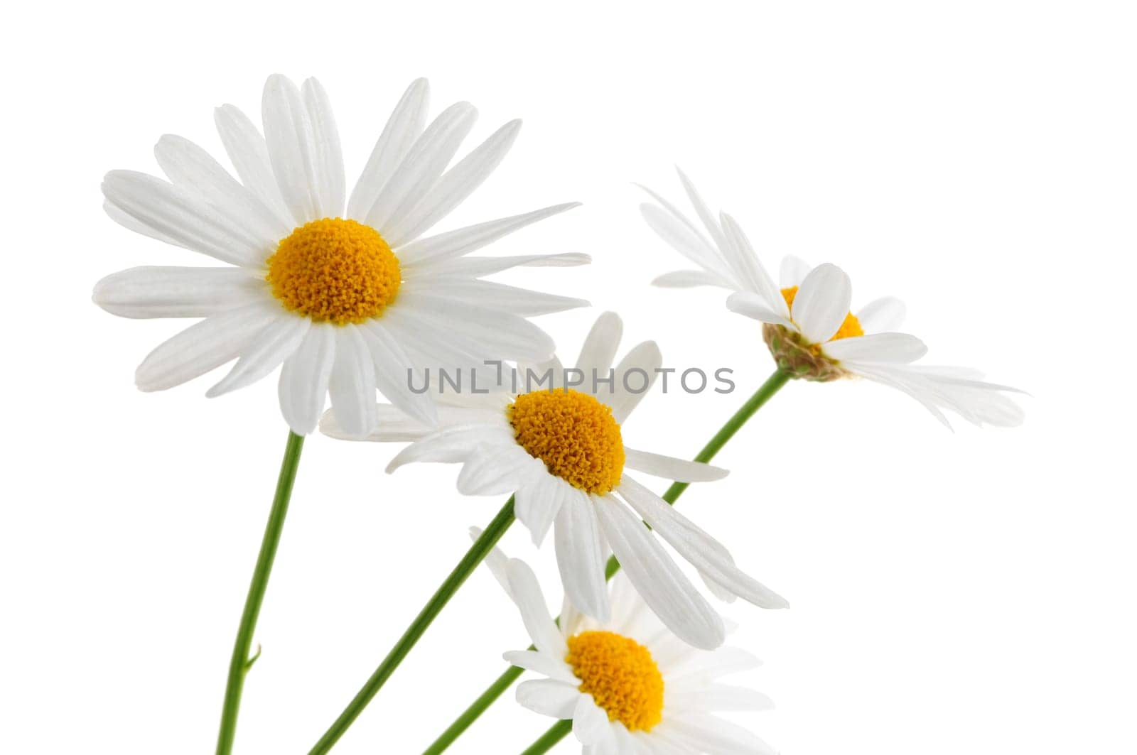 Daisies on white background