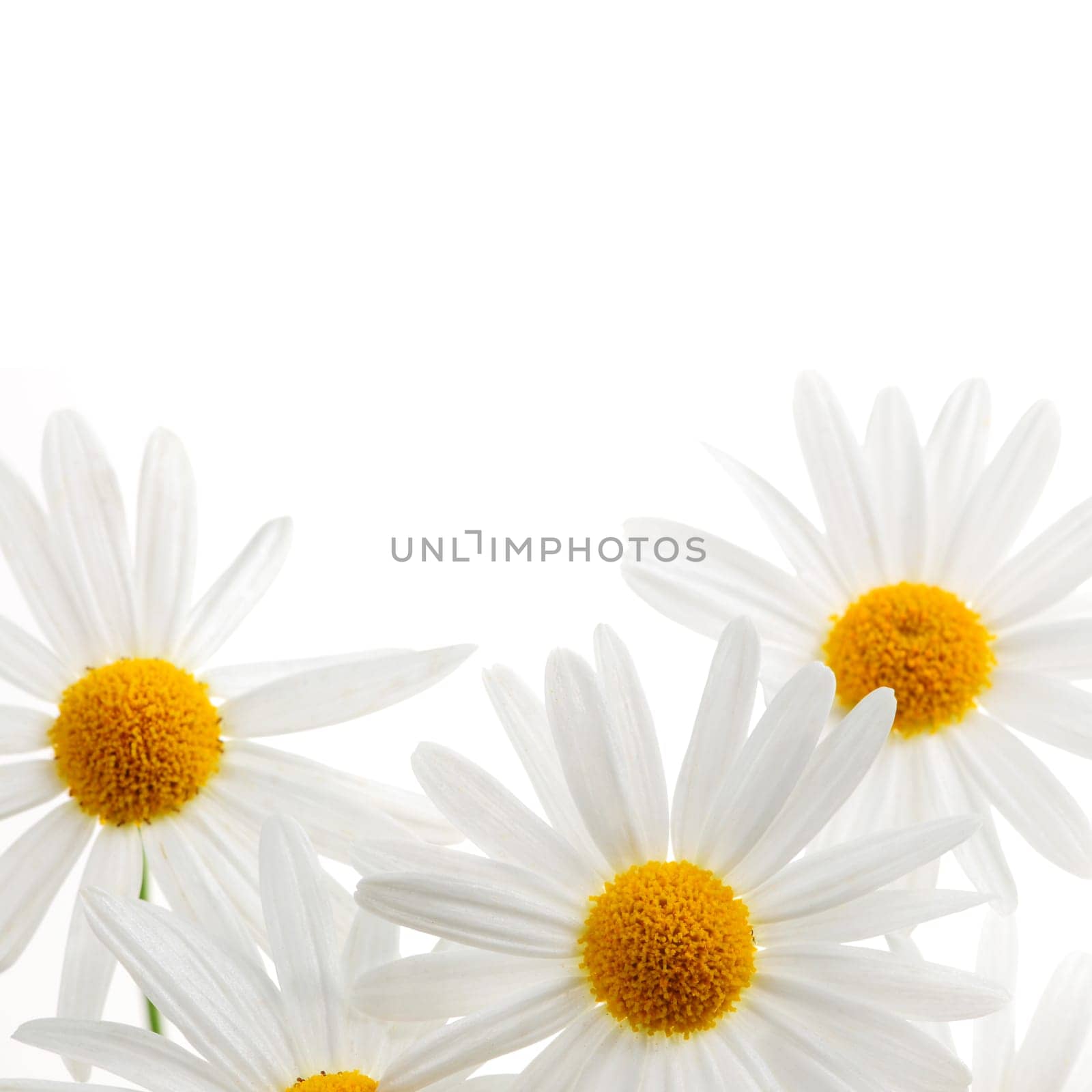 Daisies on white background