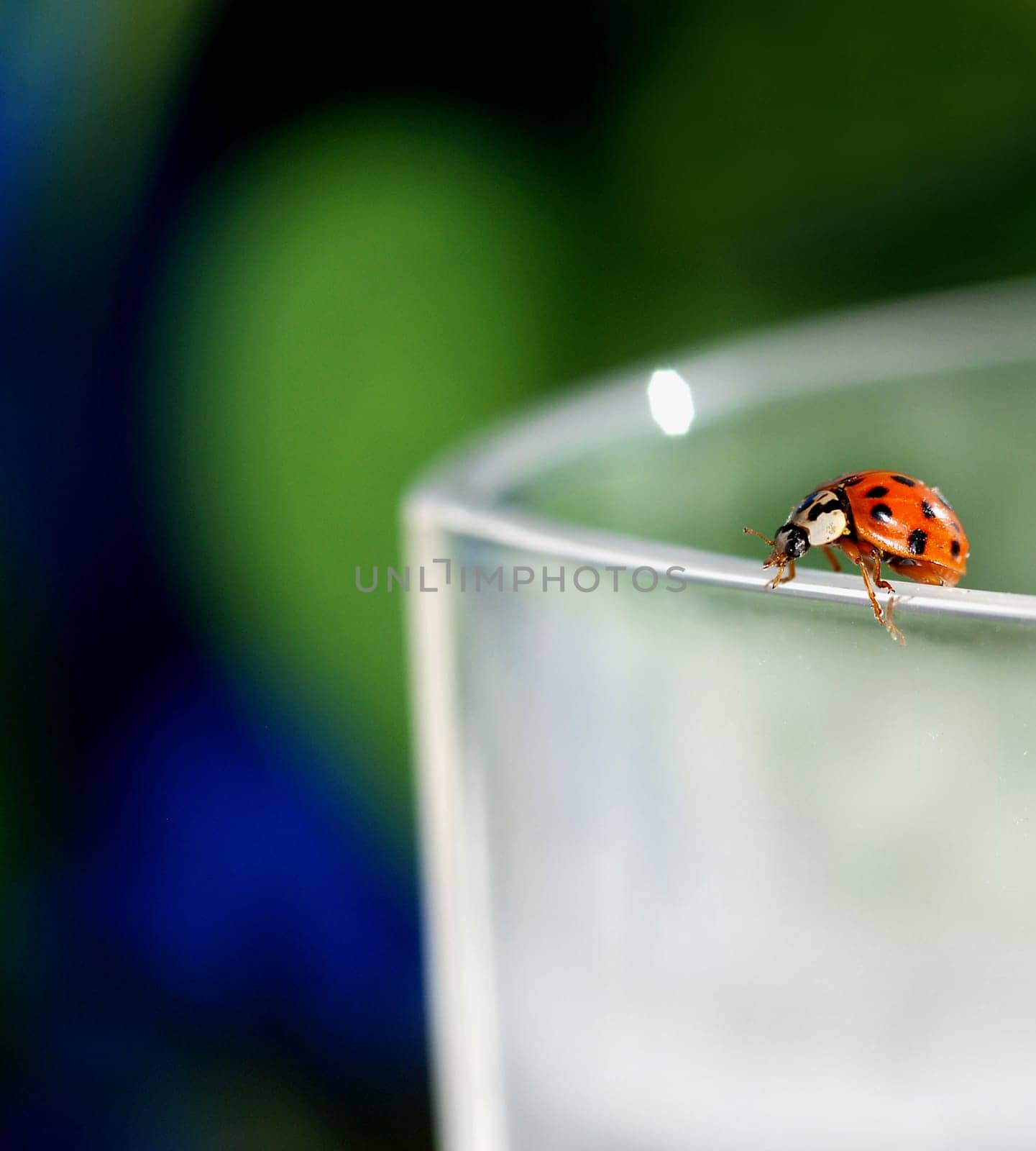 Ladybird