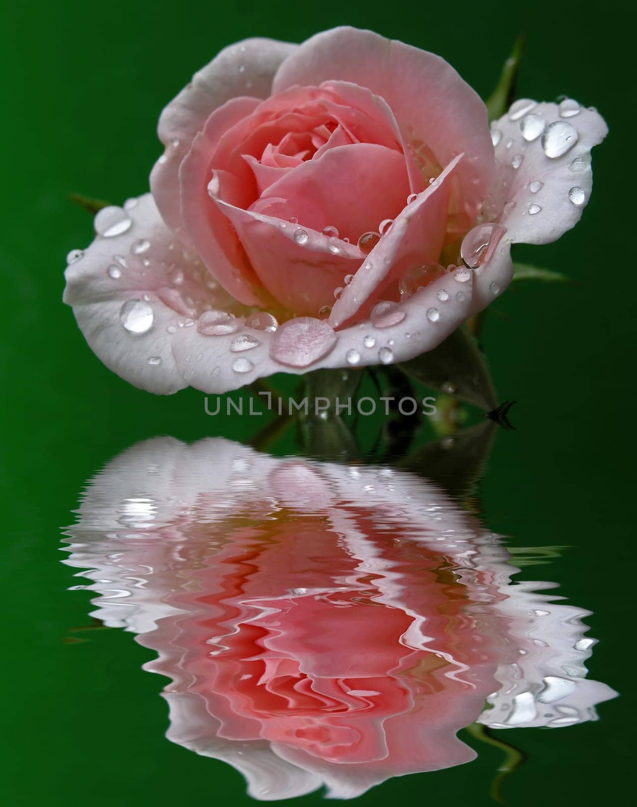Rose by the Pond
