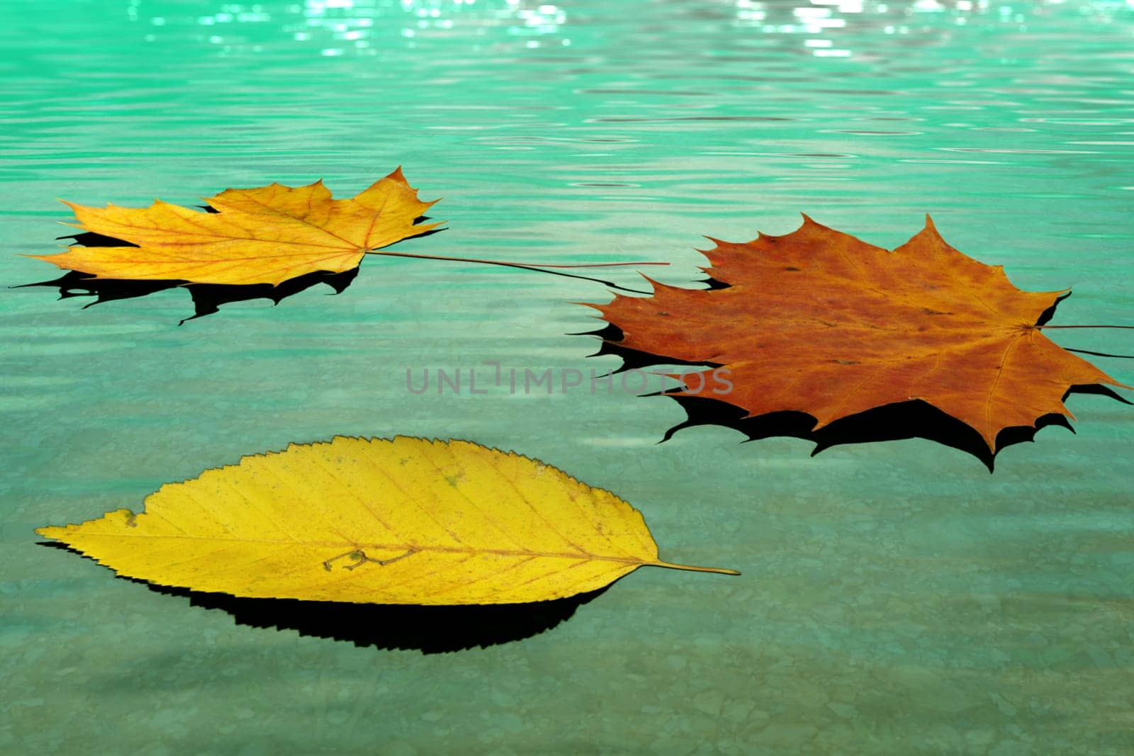 Drifting autumn leaves in the lake