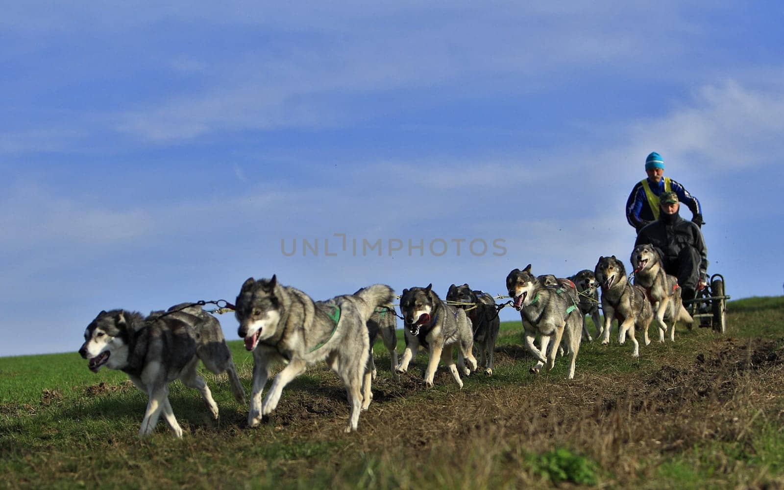 husky