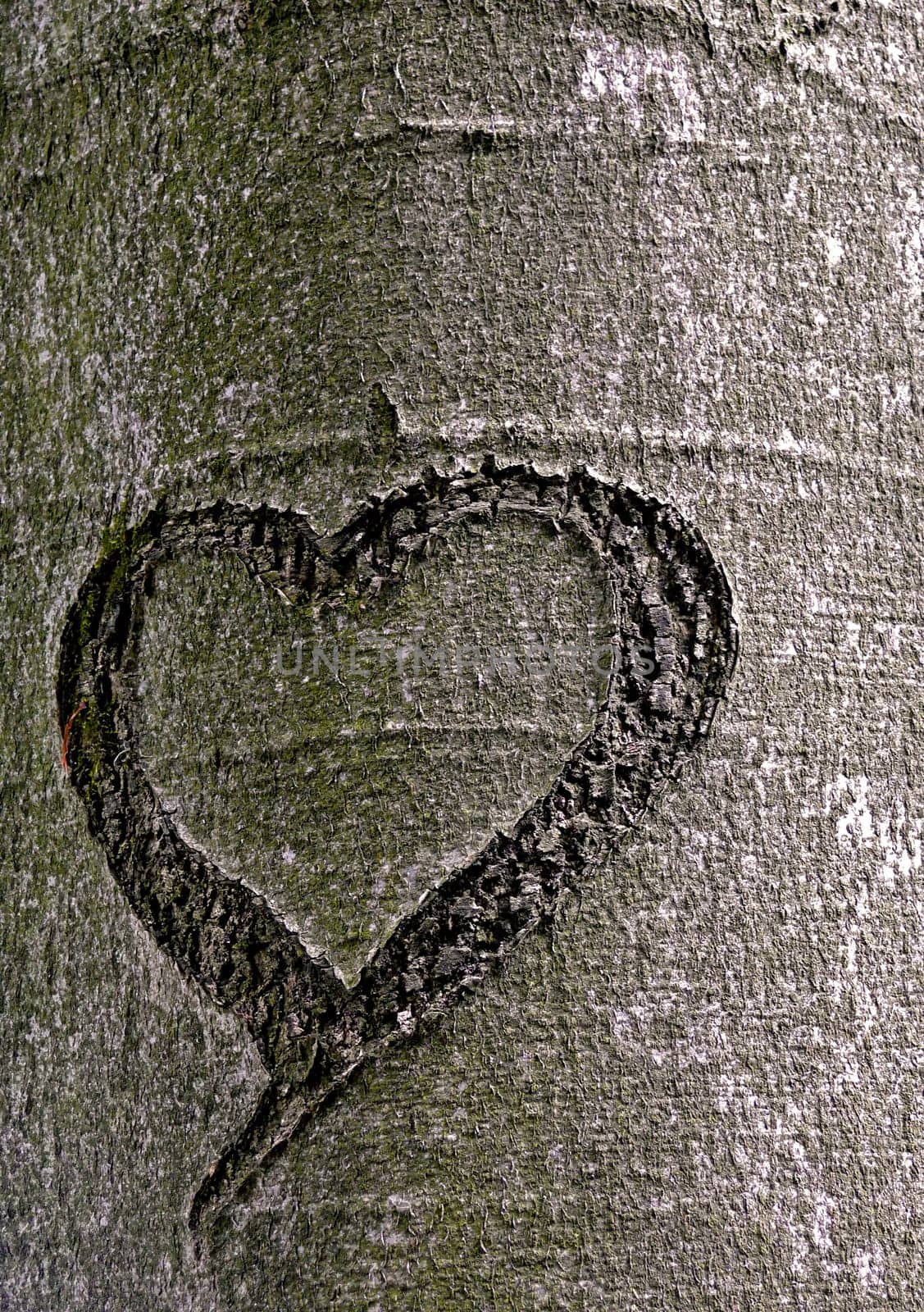 cut into the bark