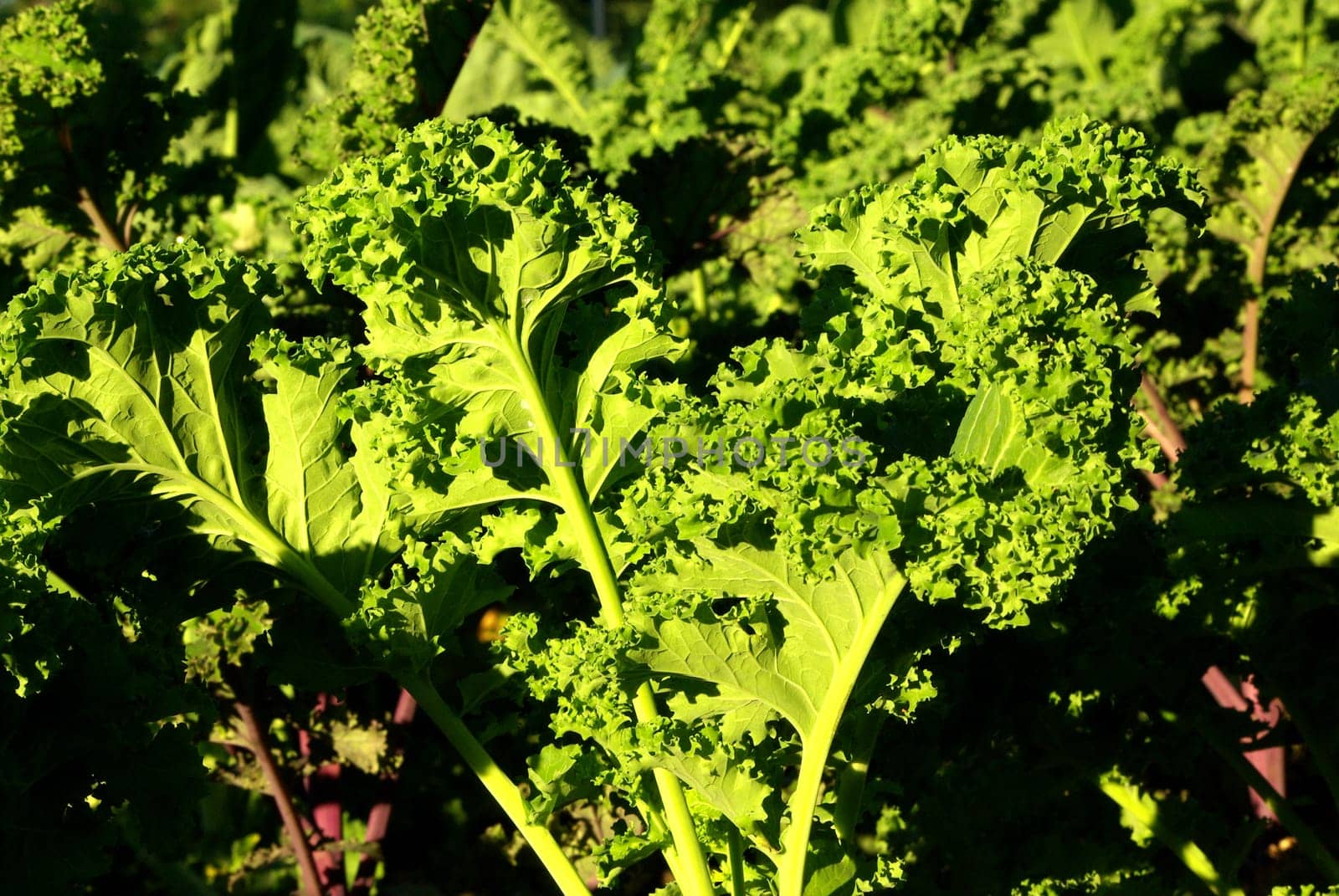 Kale plant
