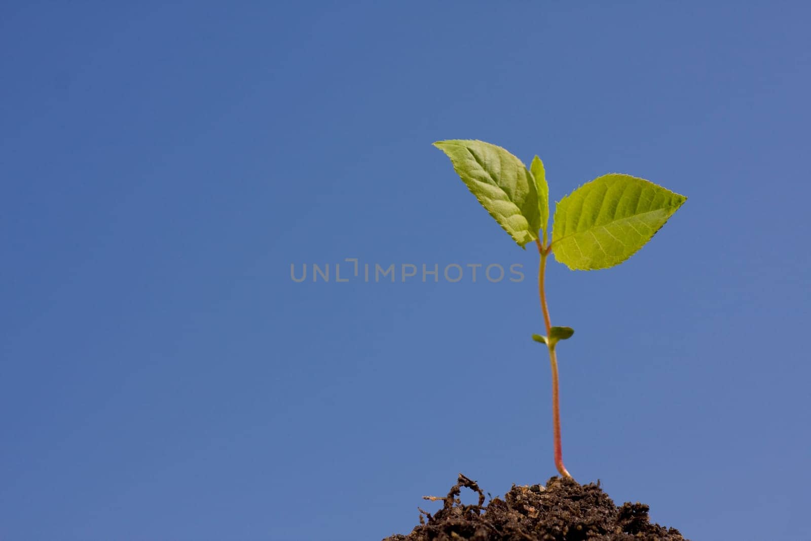 plant