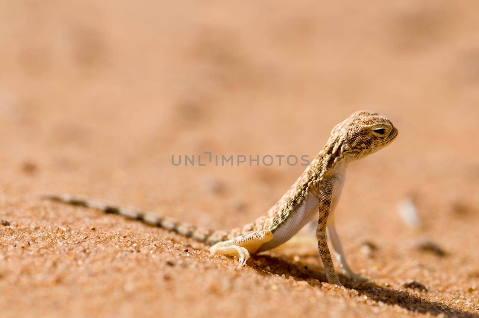Agama Desert Lizard