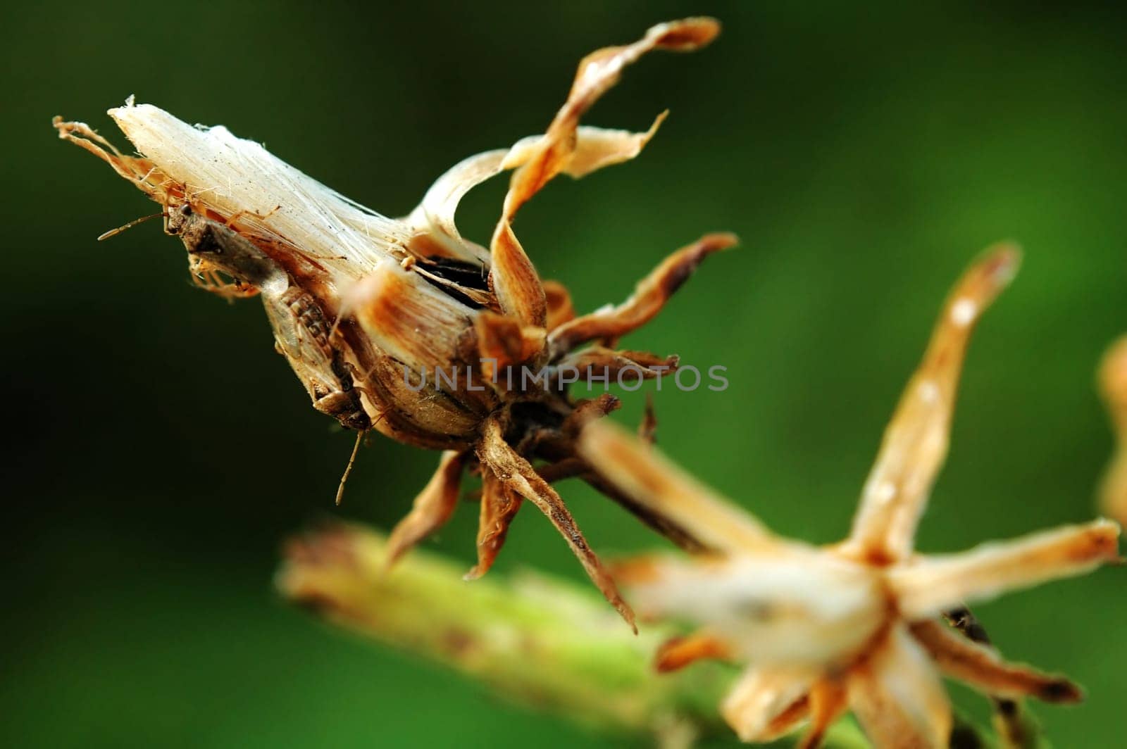 Dry flower with bugs