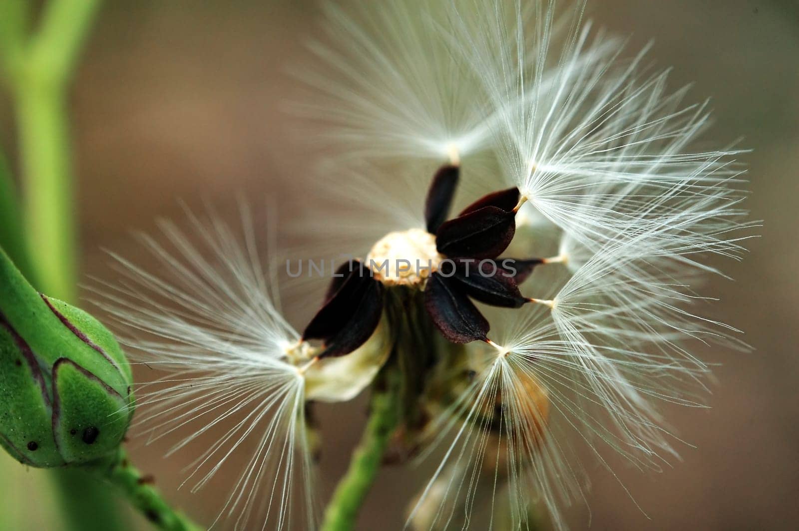 Seeds of head lettuce