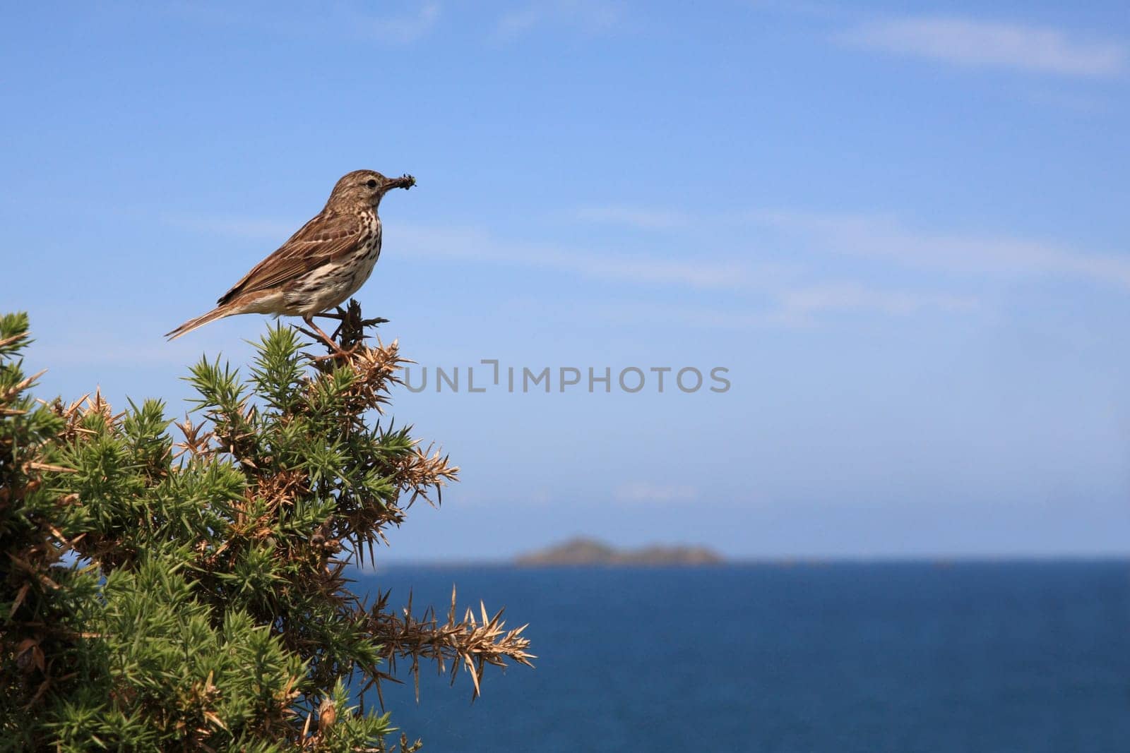 Tree Pipit