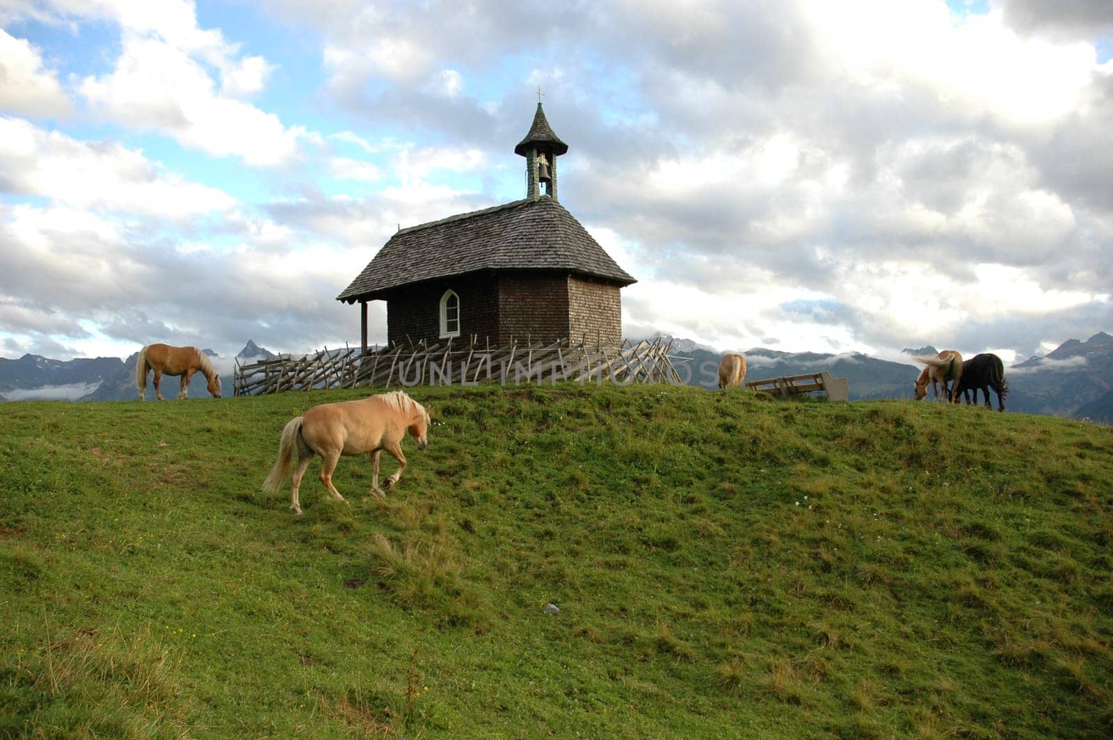 Country idyll - Haflinger in the pasture -